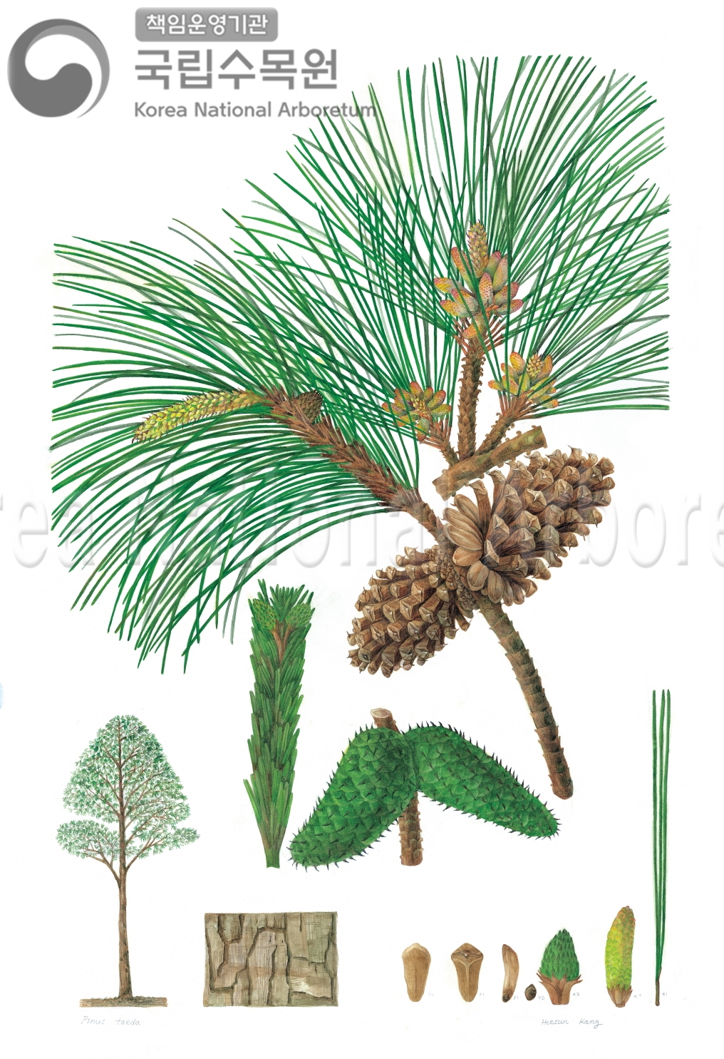 Plant Illustration Detailed View