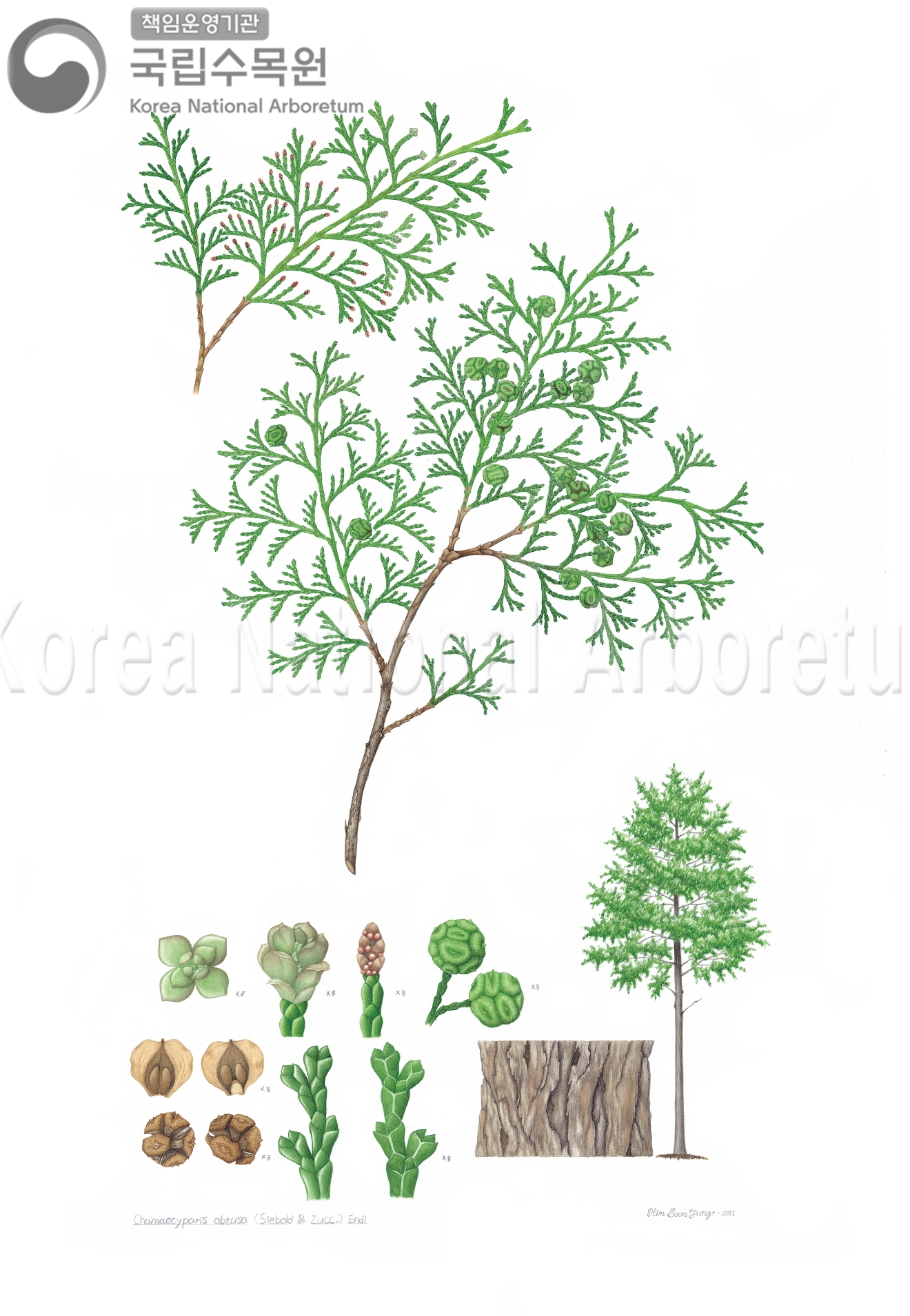 Plant Illustration Detailed View