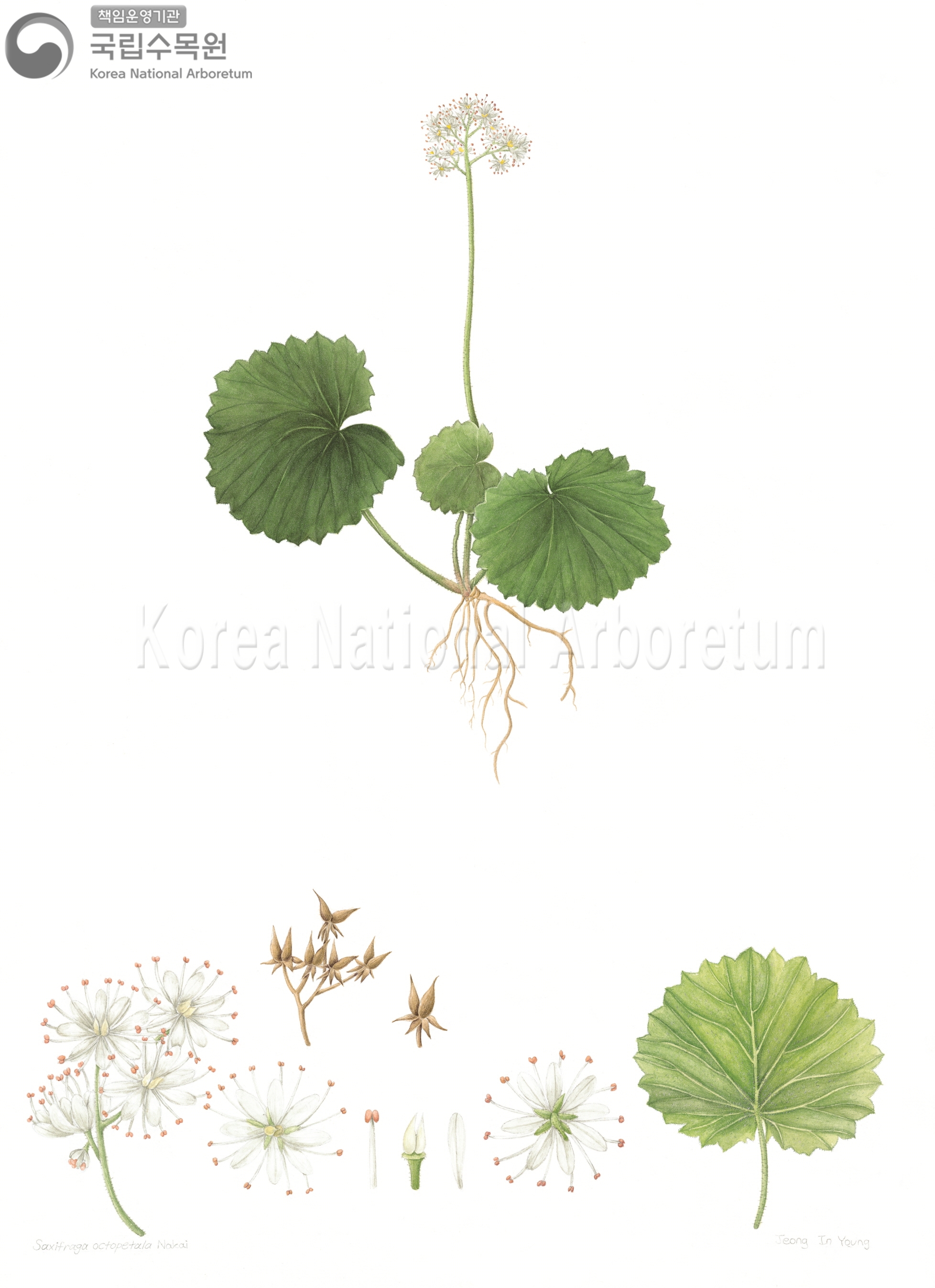 Plant Illustration Detailed View