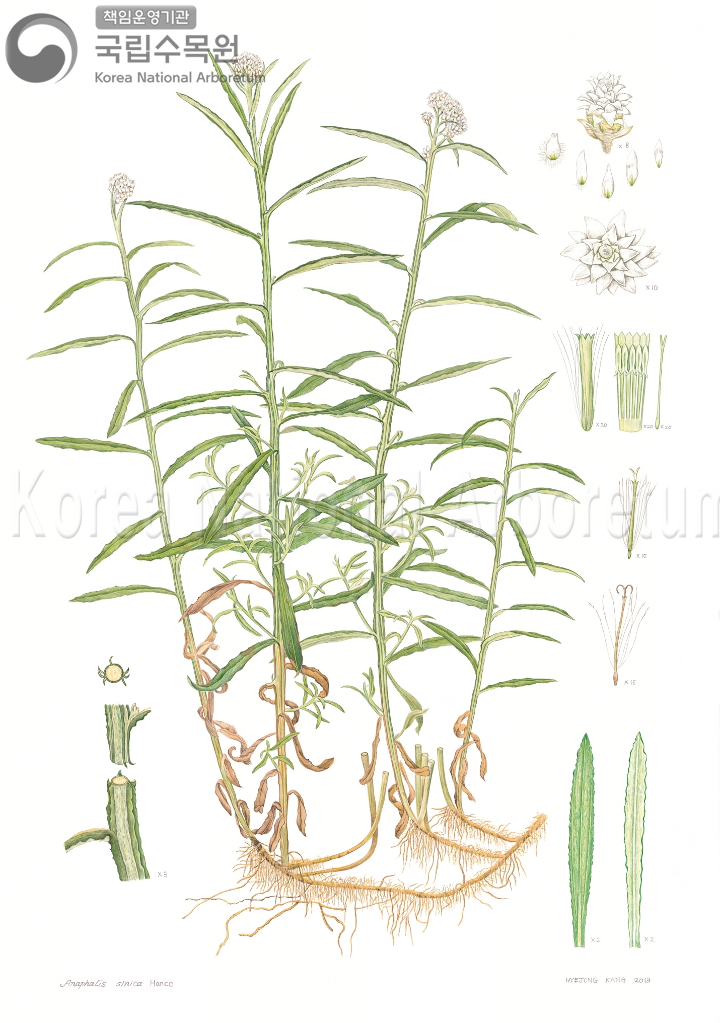 Plant Illustration Detailed View