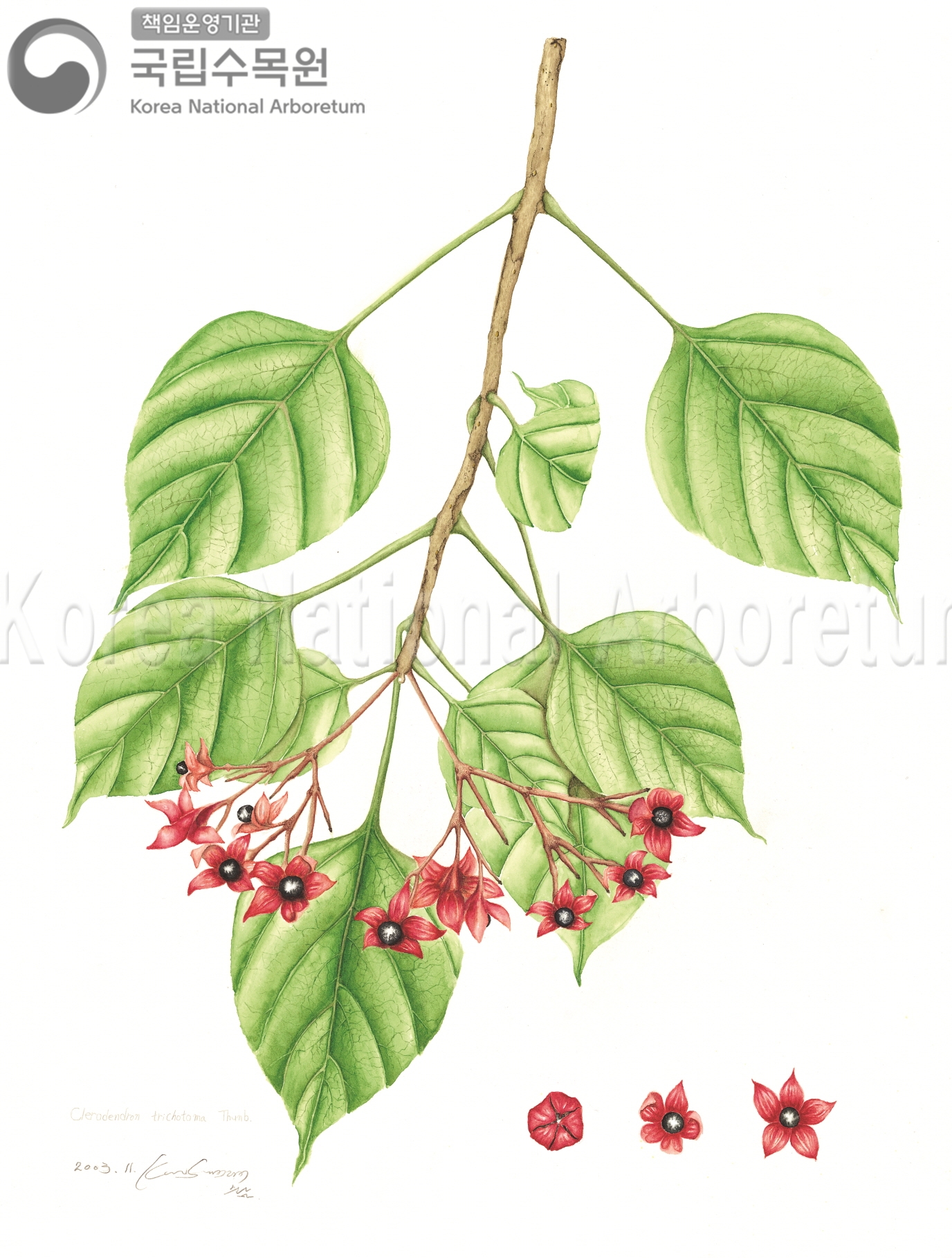 Plant Illustration Detailed View