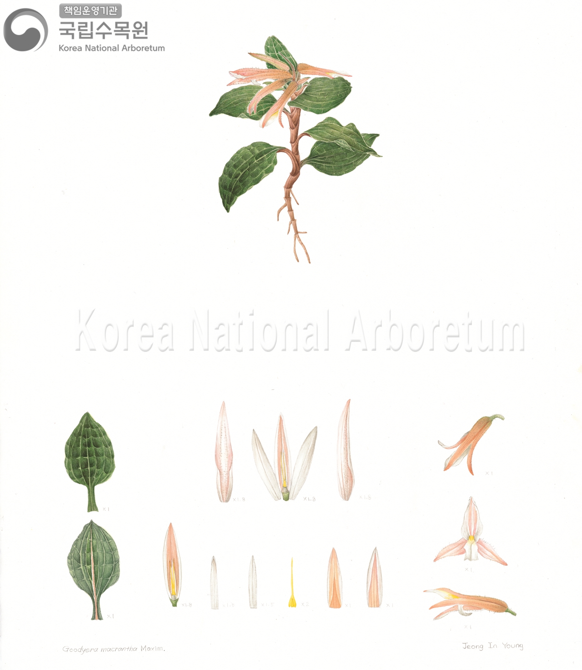 Plant Illustration Detailed View