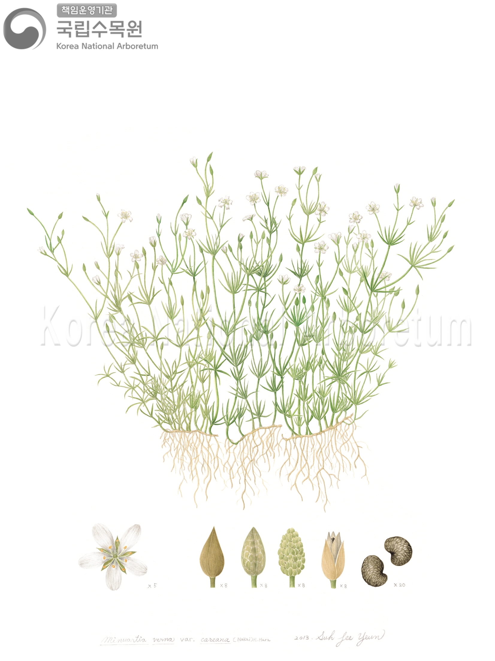 Plant Illustration Detailed View