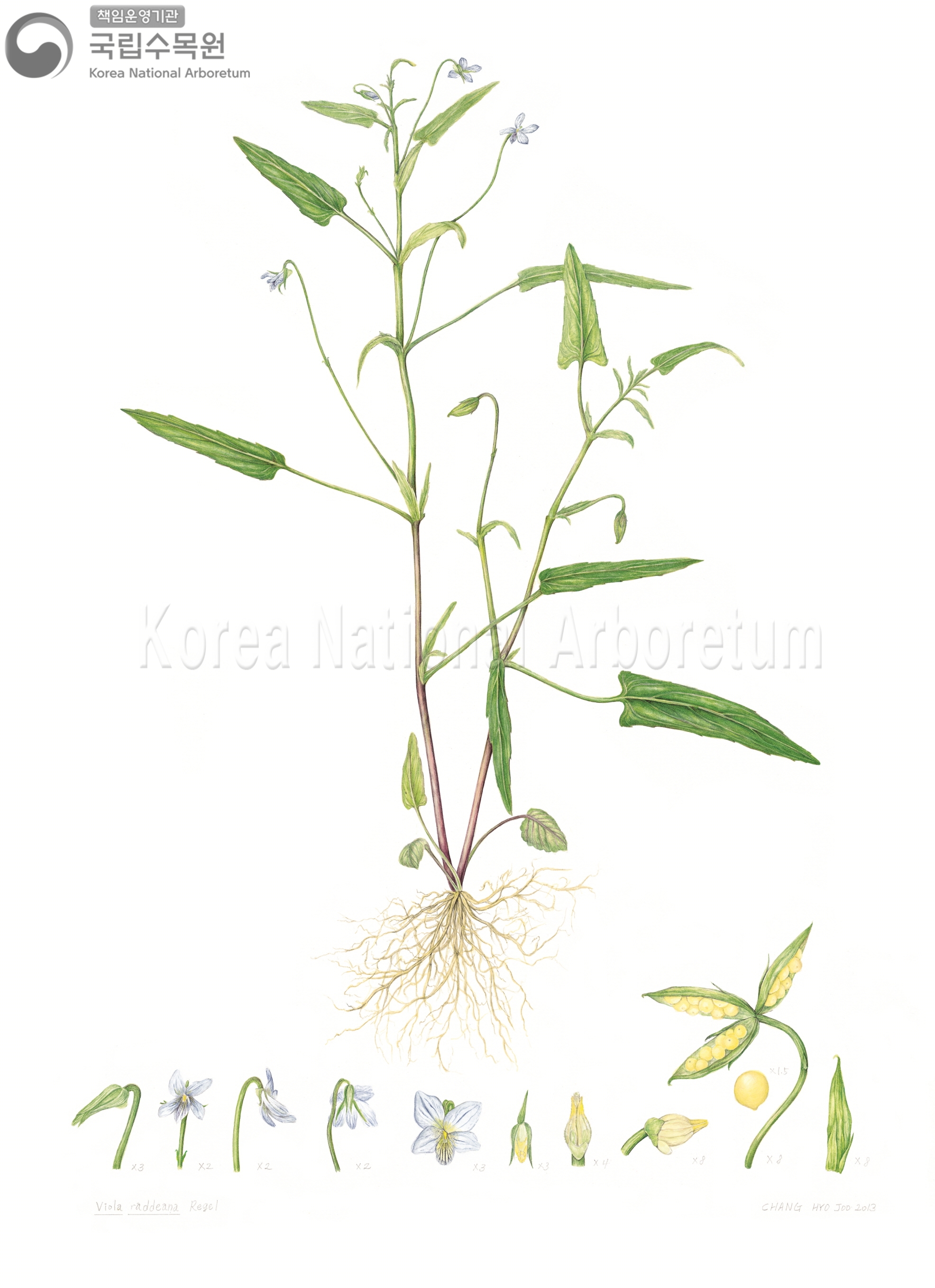 Plant Illustration Detailed View