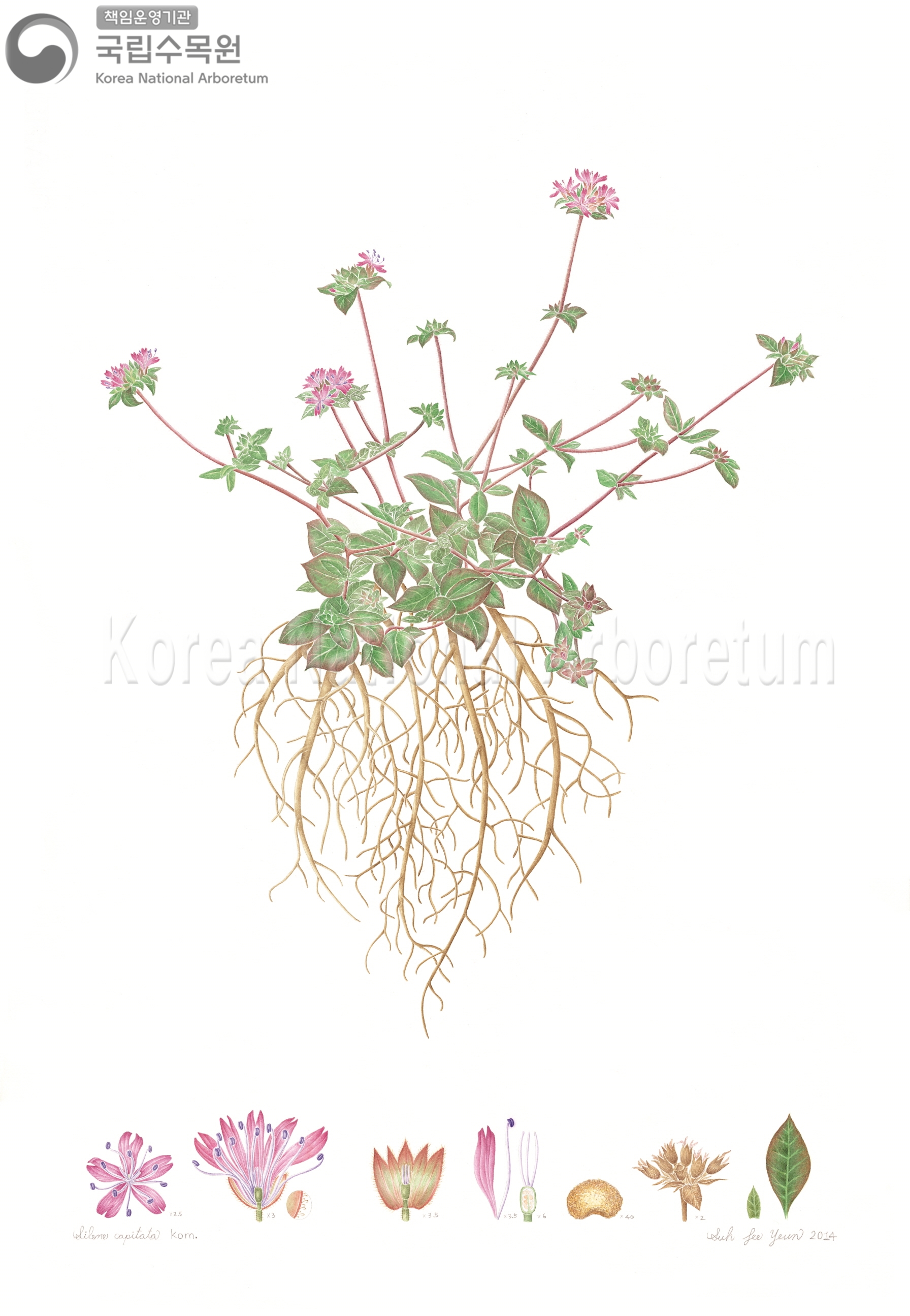 Plant Illustration Detailed View