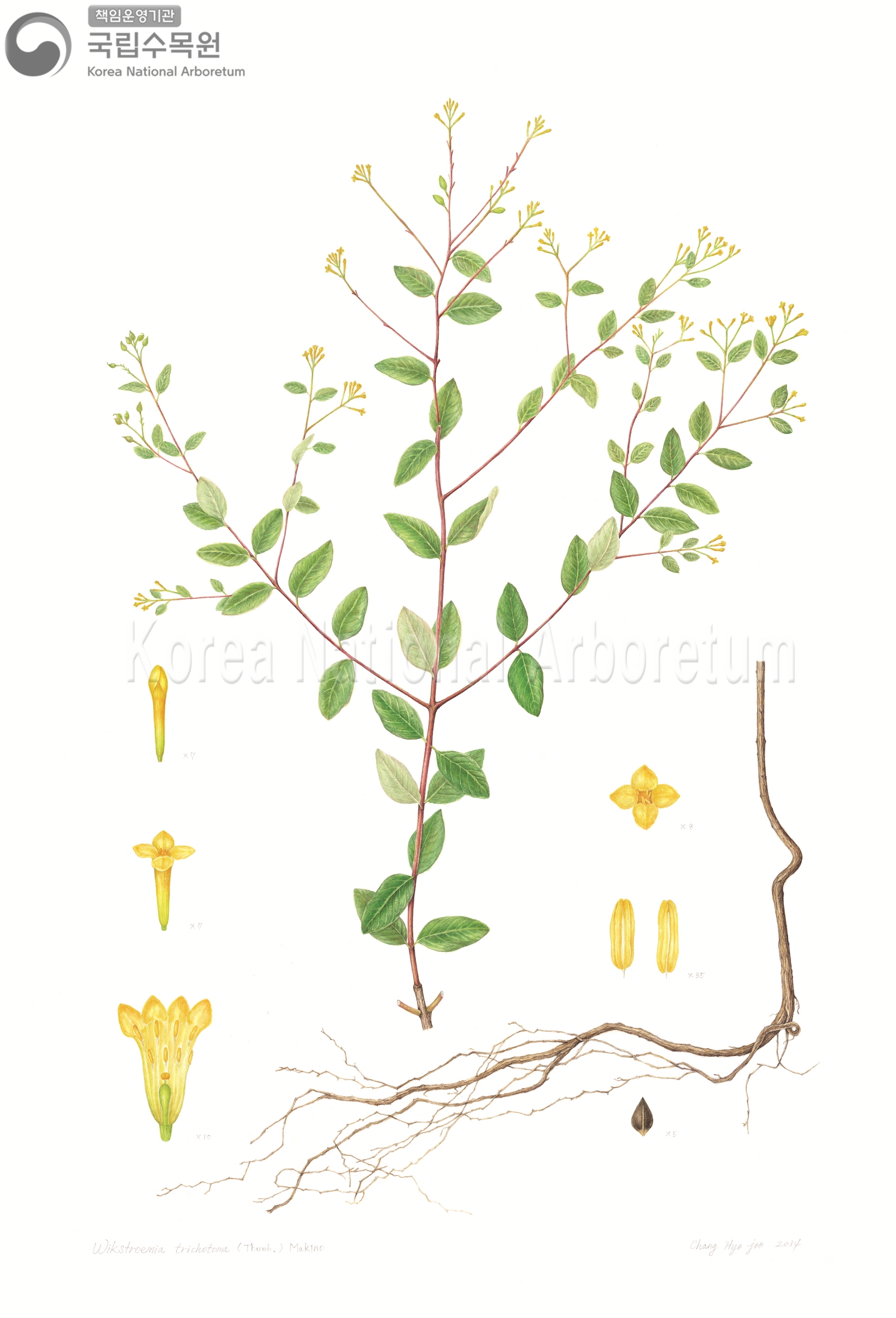 Plant Illustration Detailed View