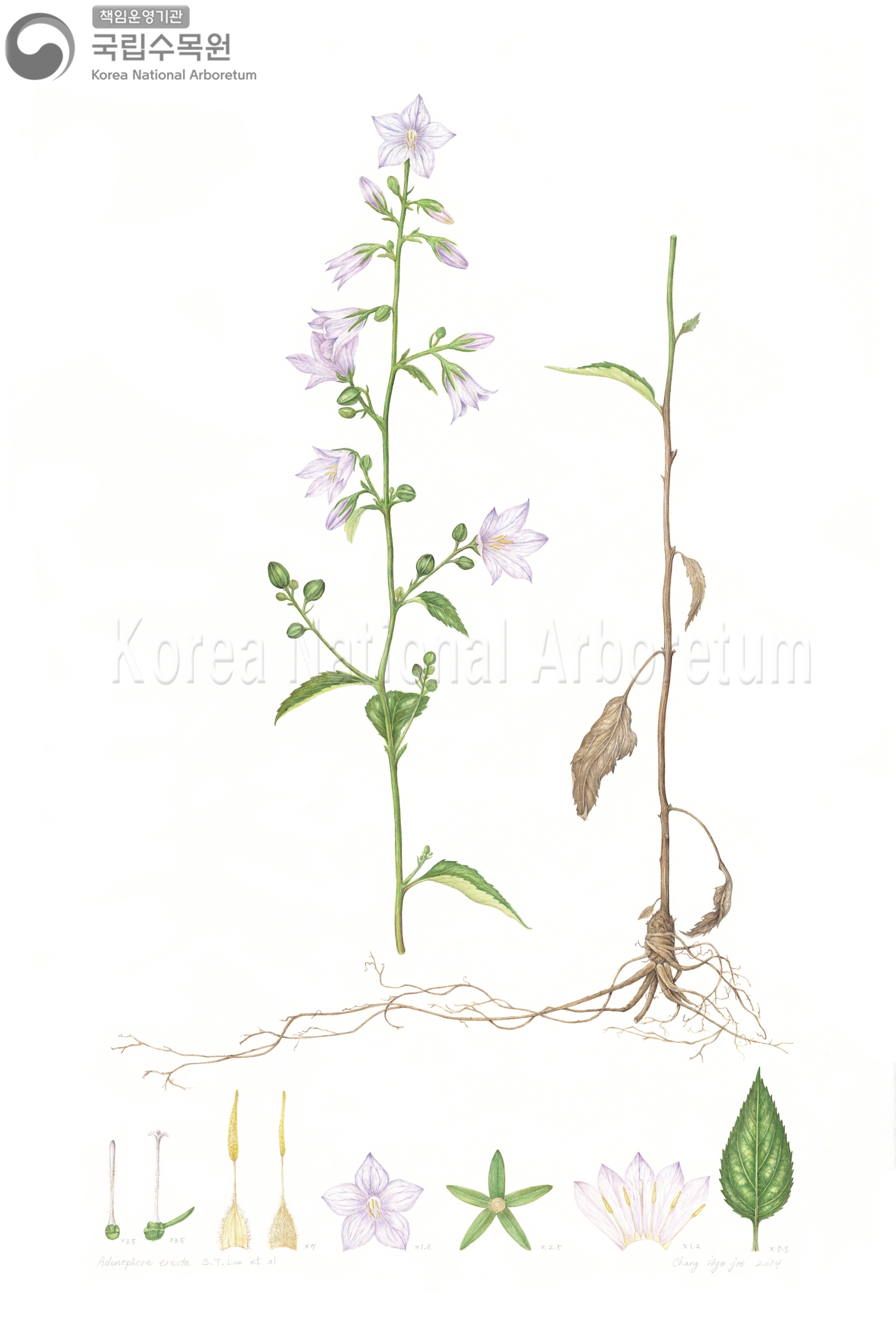 Plant Illustration Detailed View