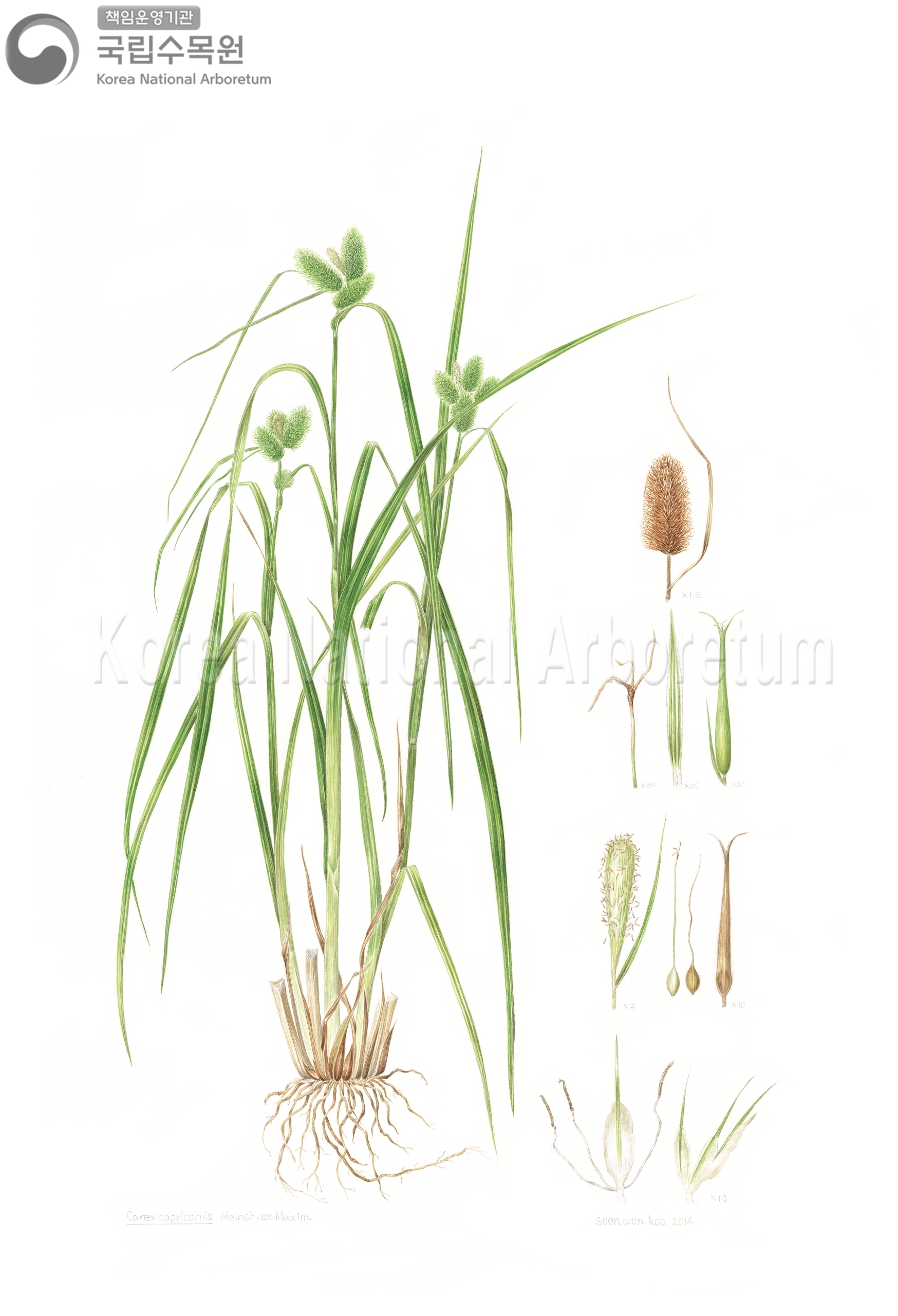 Plant Illustration Detailed View