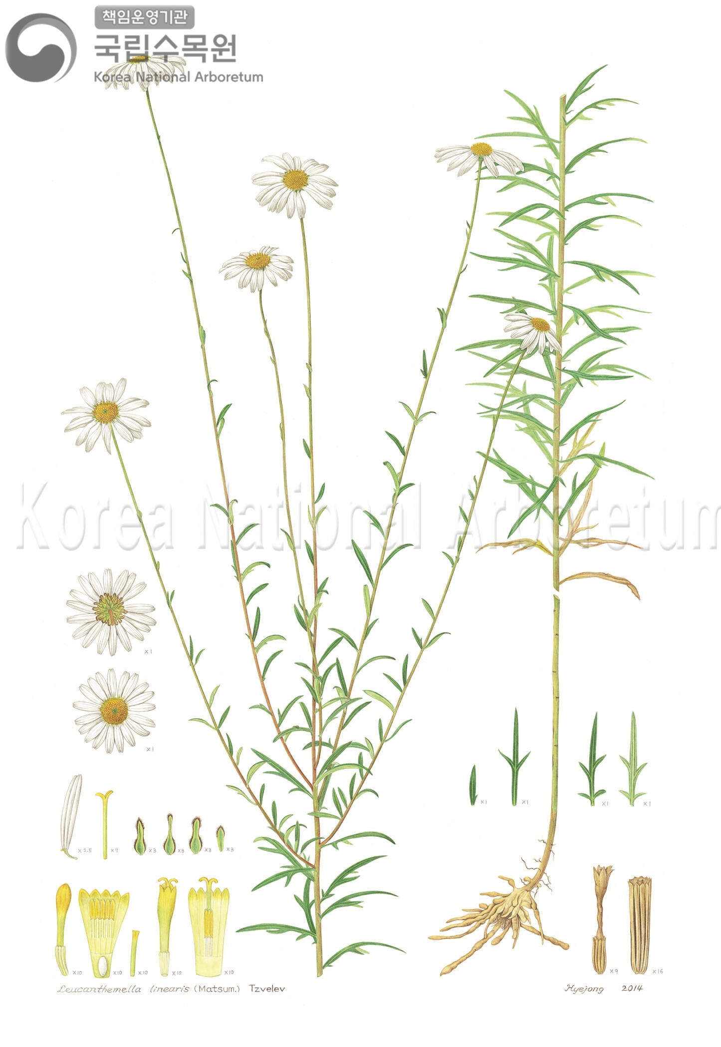 Plant Illustration Detailed View