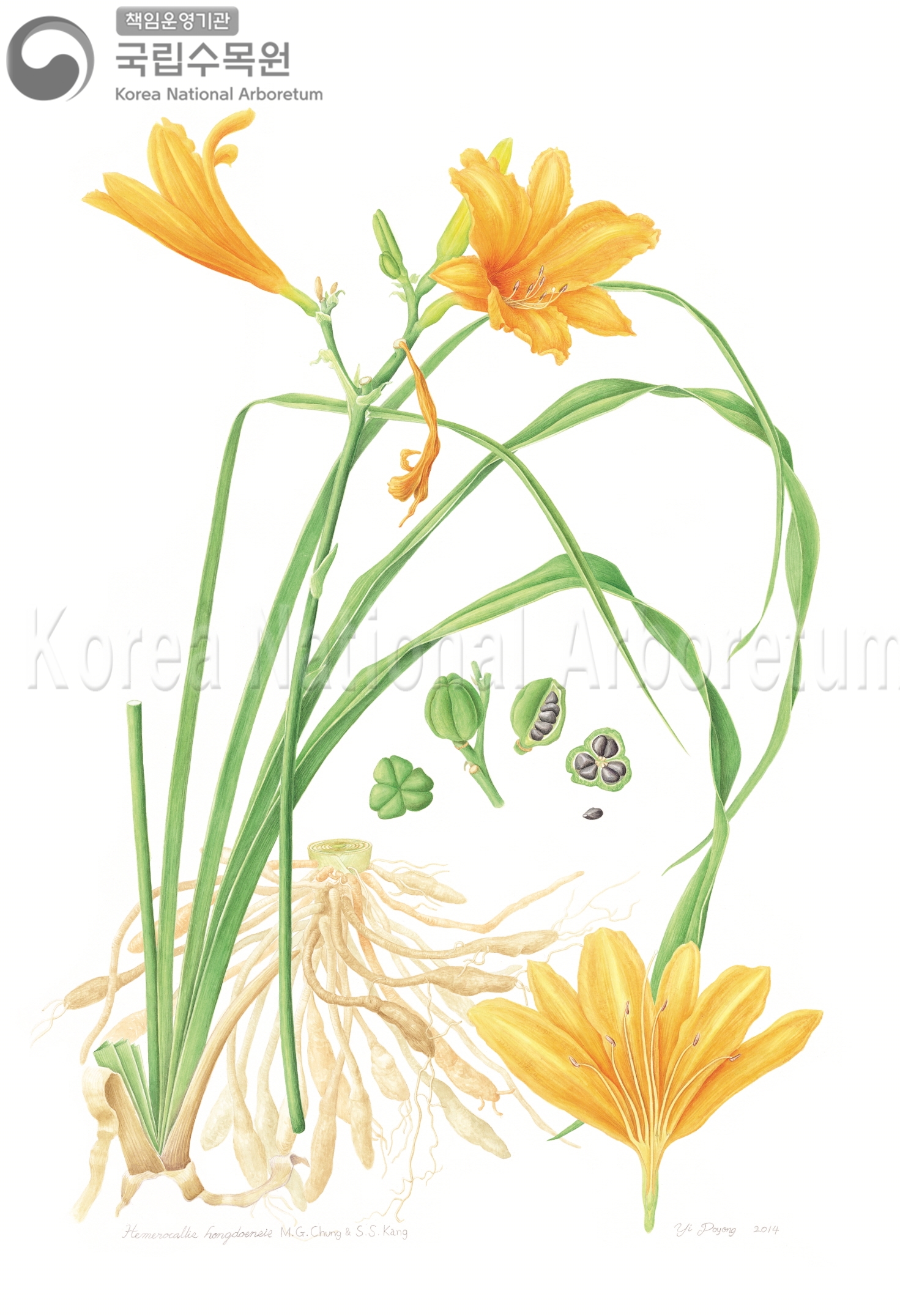 Plant Illustration Detailed View