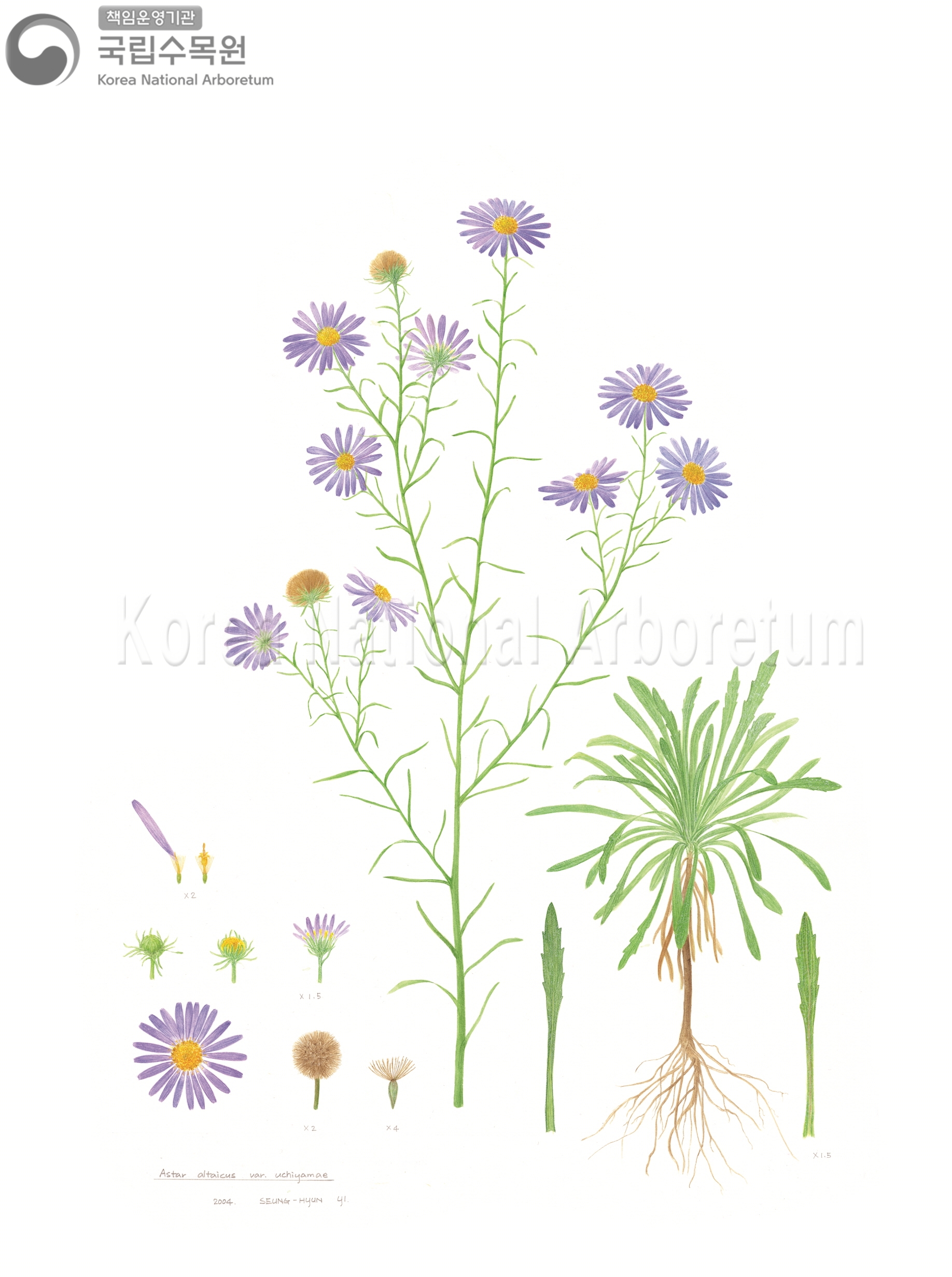 Plant Illustration Detailed View