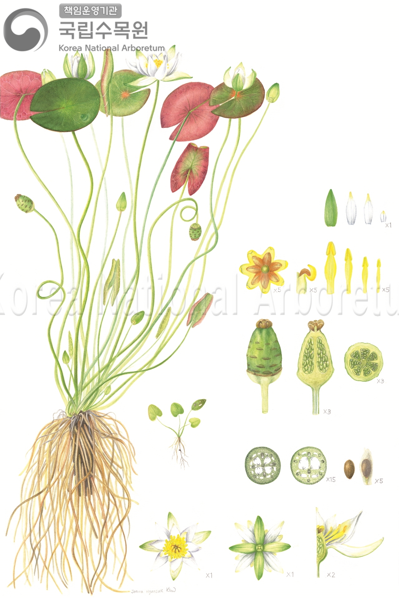 Plant Illustration Detailed View