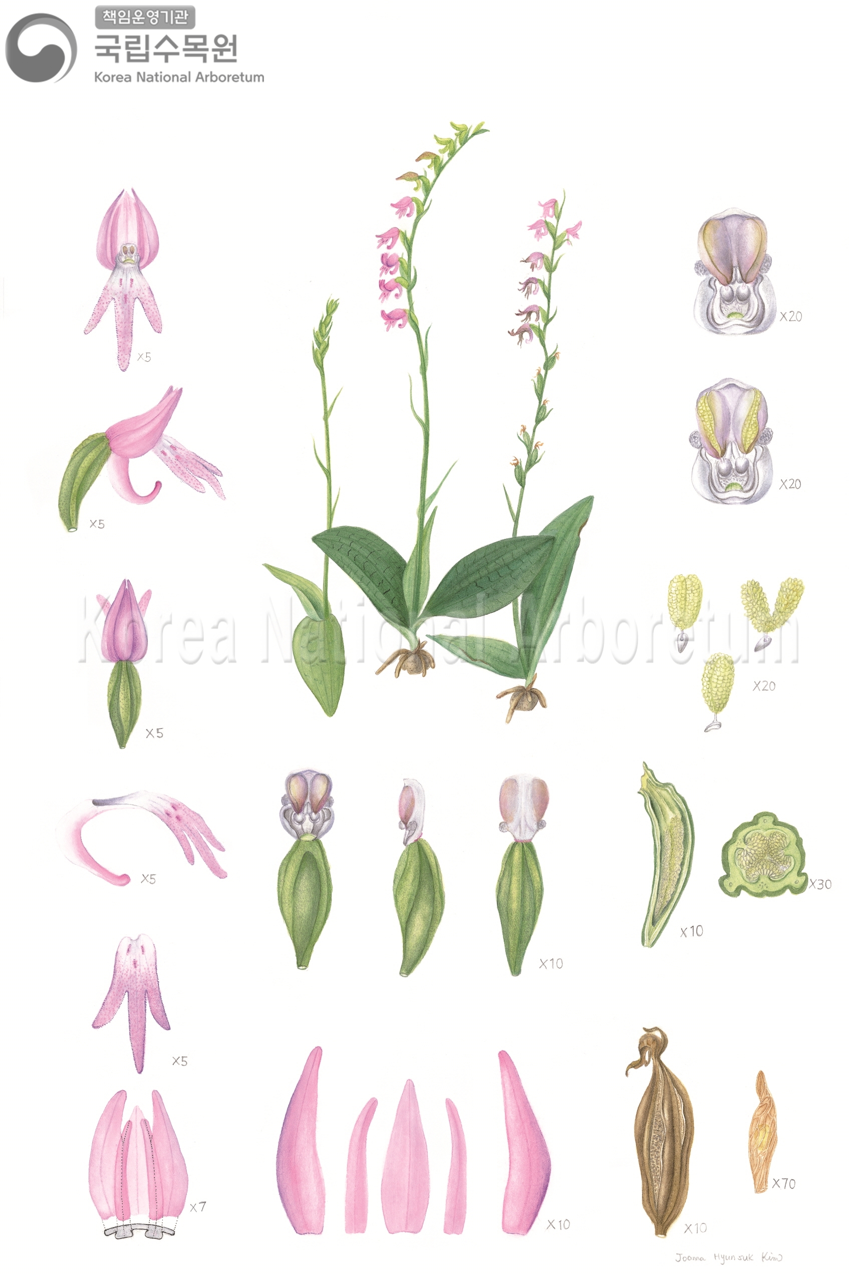 Plant Illustration Detailed View