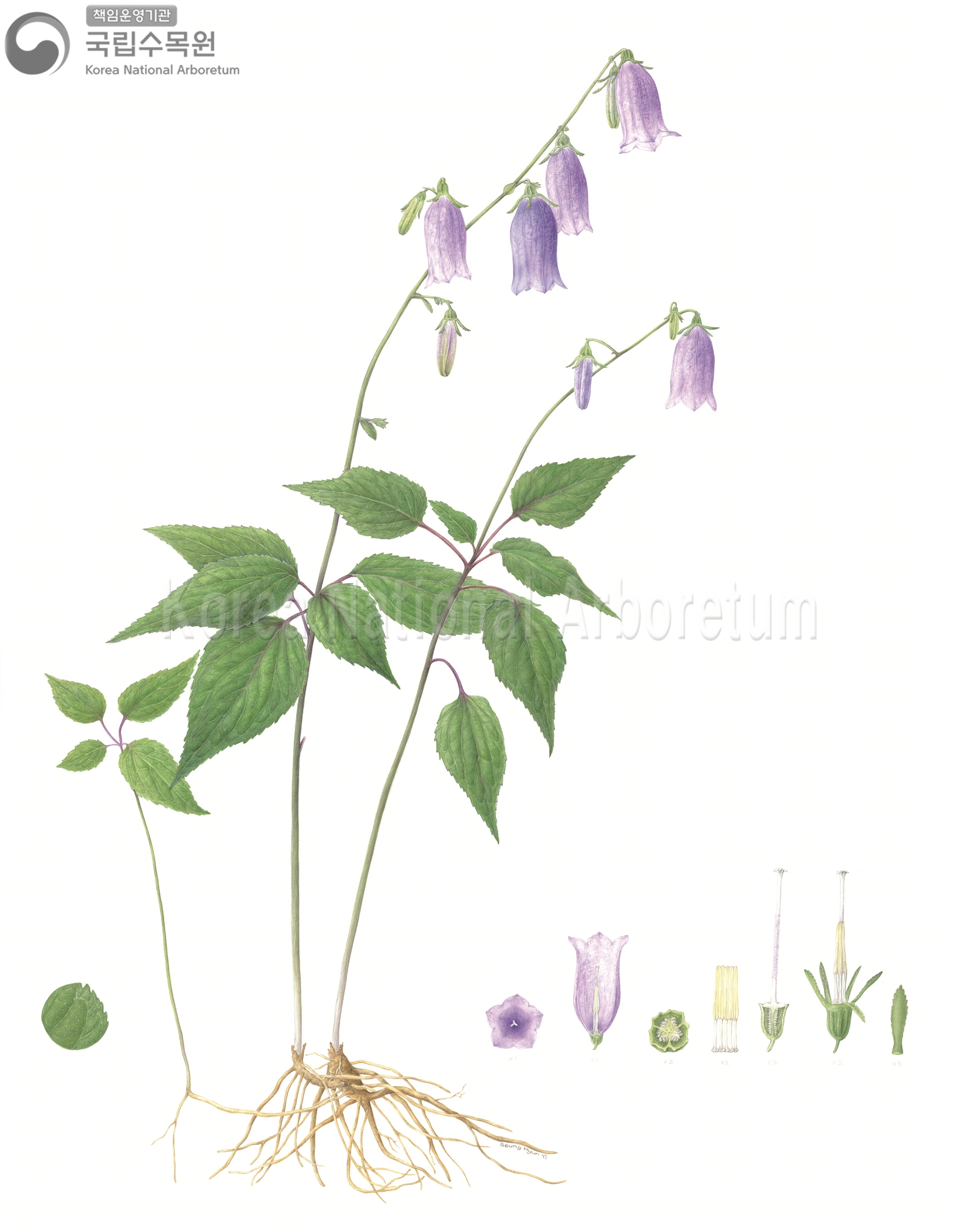 Plant Illustration Detailed View