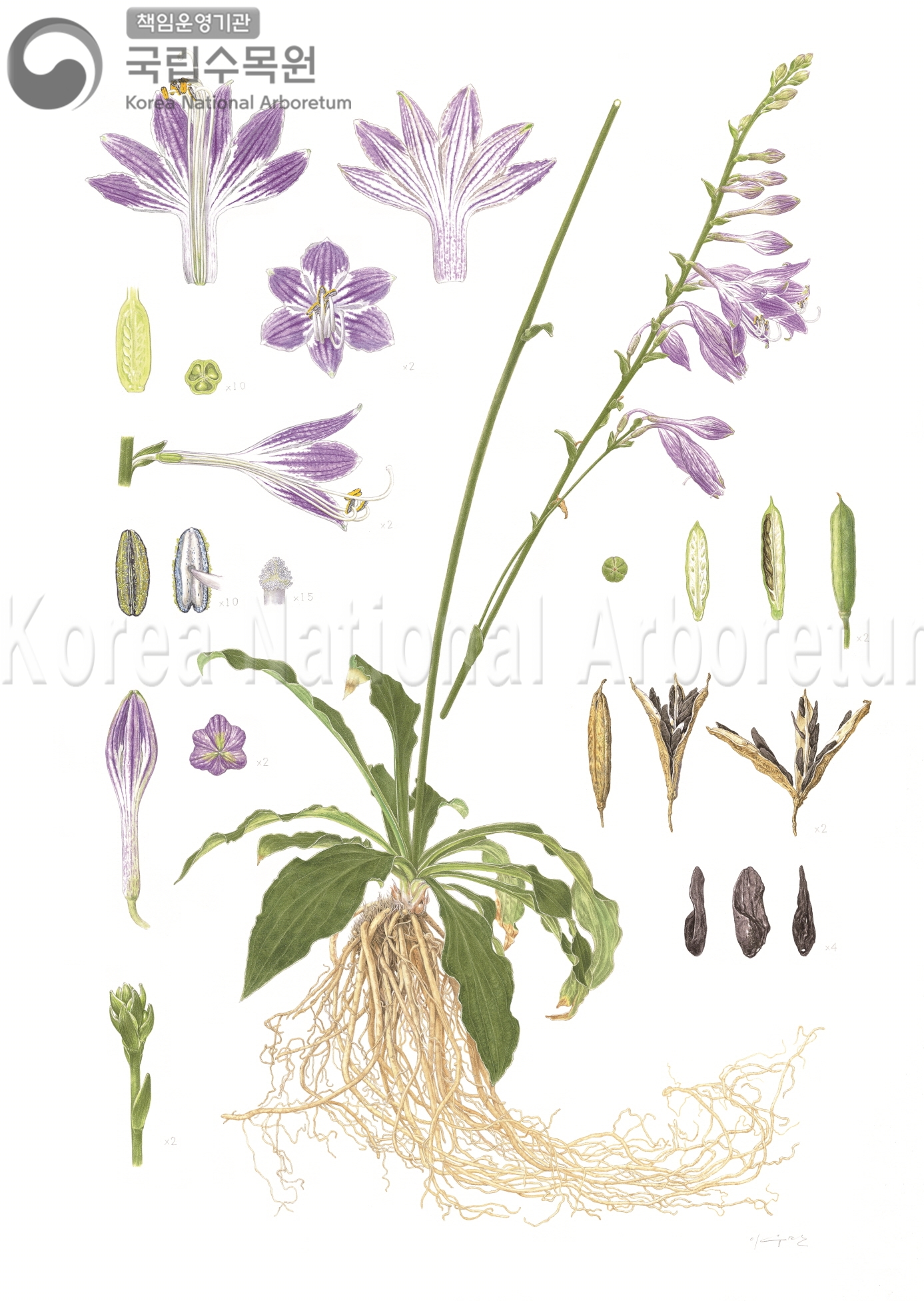 Plant Illustration Detailed View