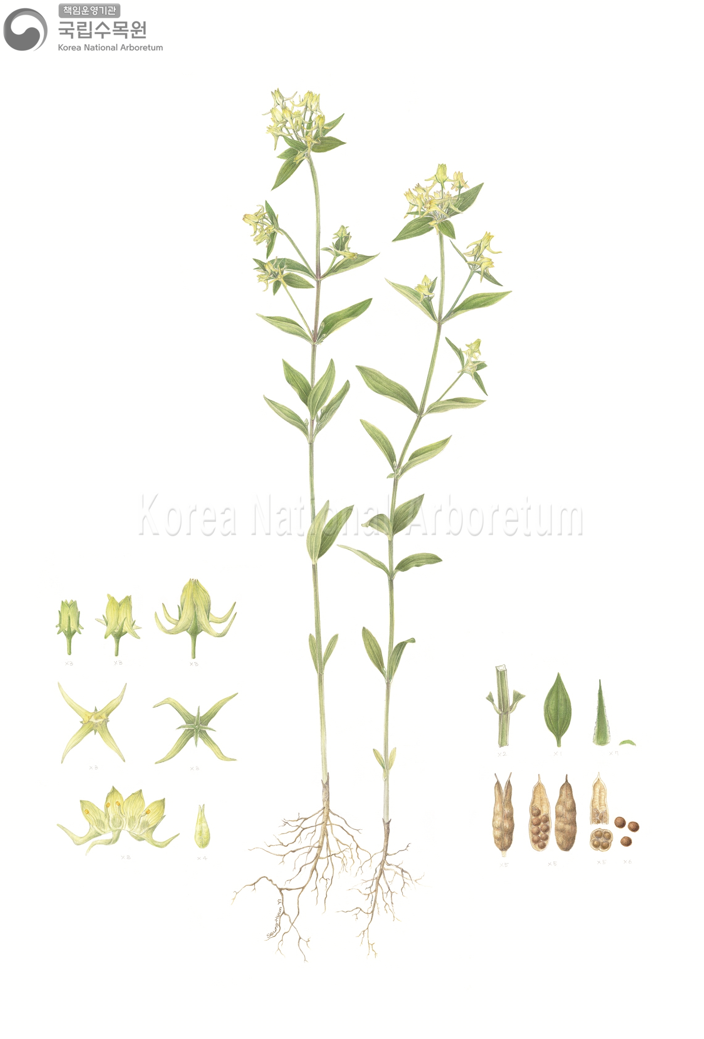 Plant Illustration Detailed View