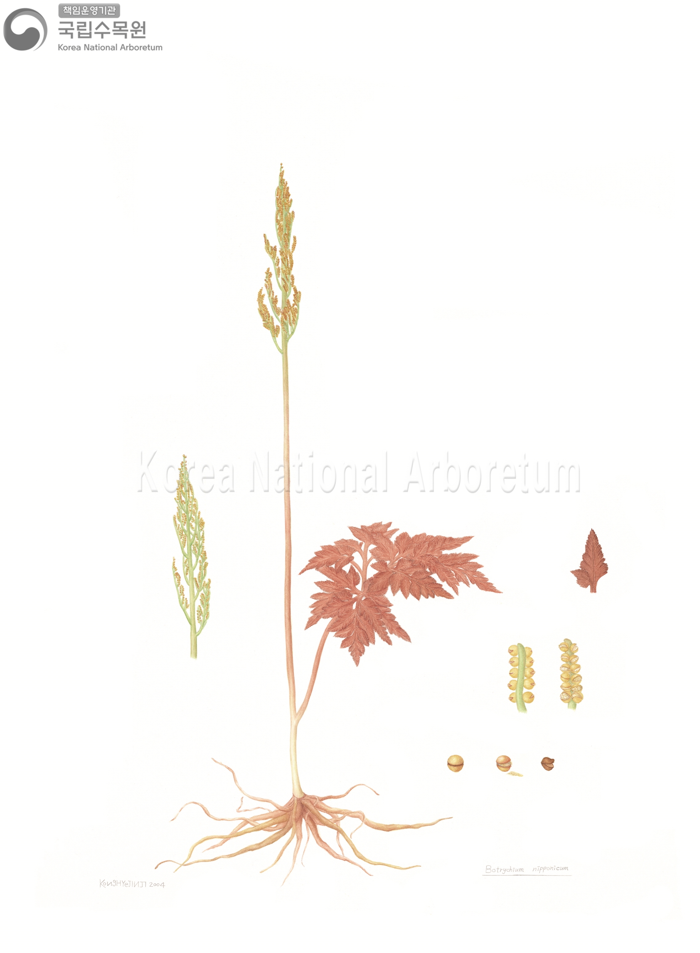 Plant Illustration Detailed View