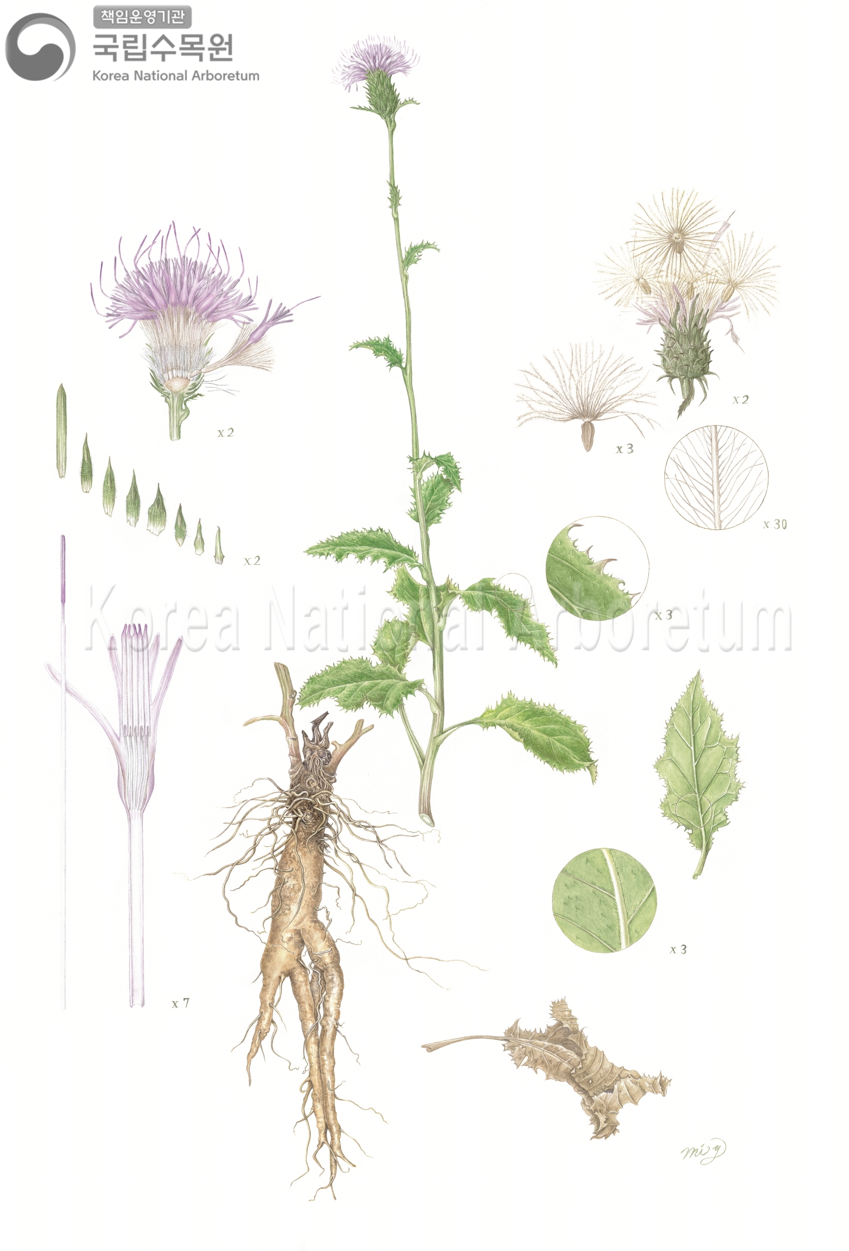 Plant Illustration Detailed View