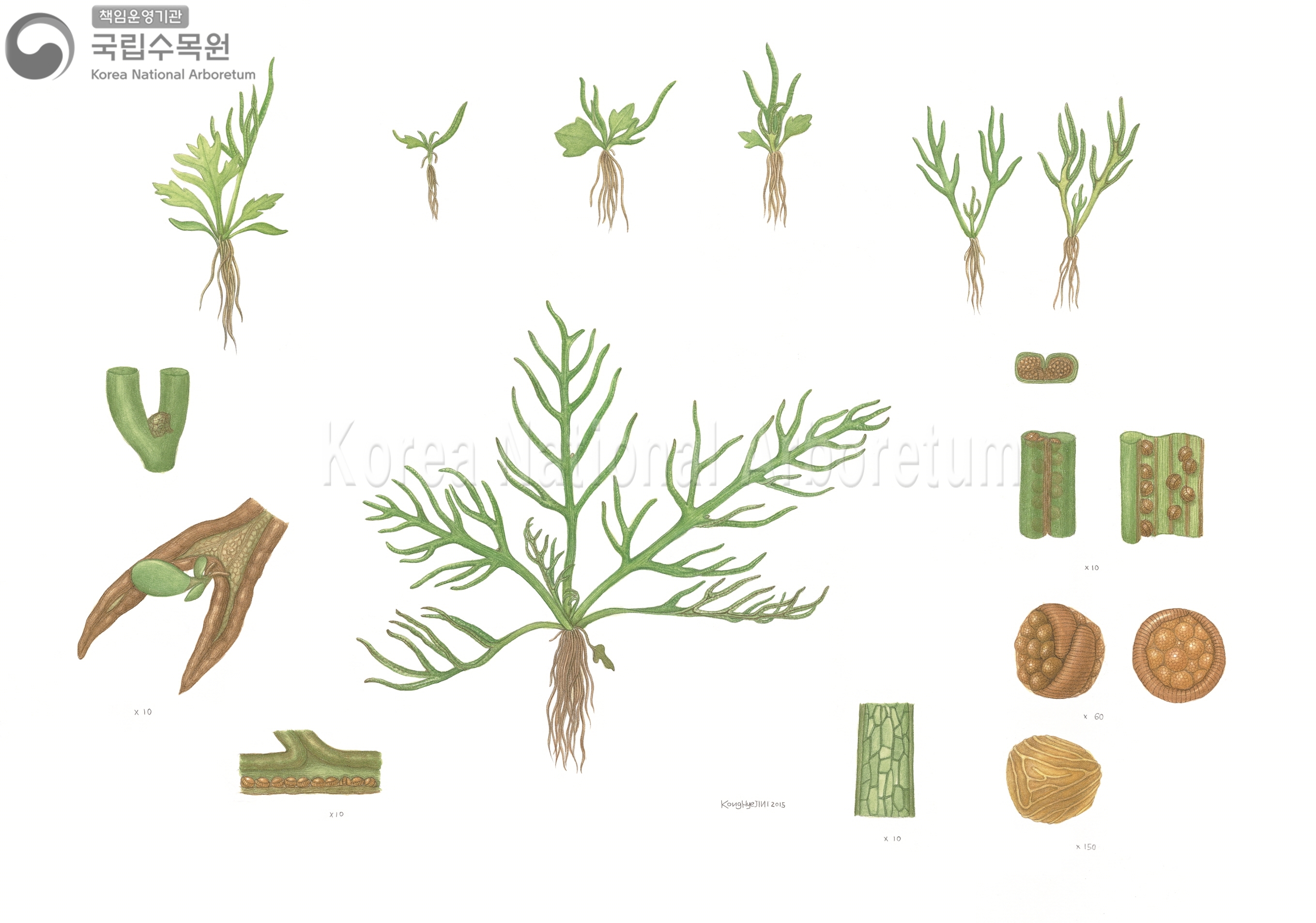 Plant Illustration Detailed View