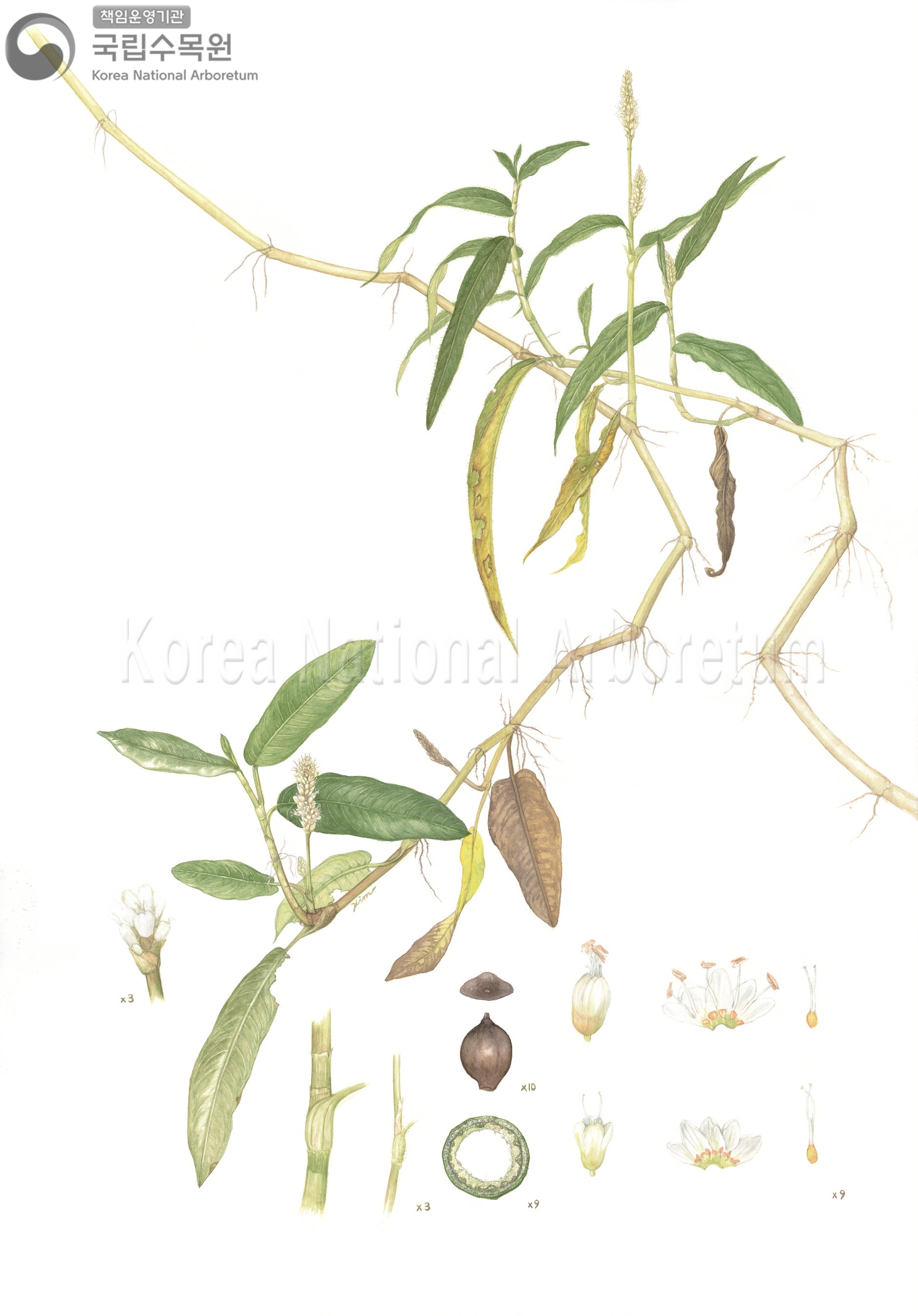 Plant Illustration Detailed View