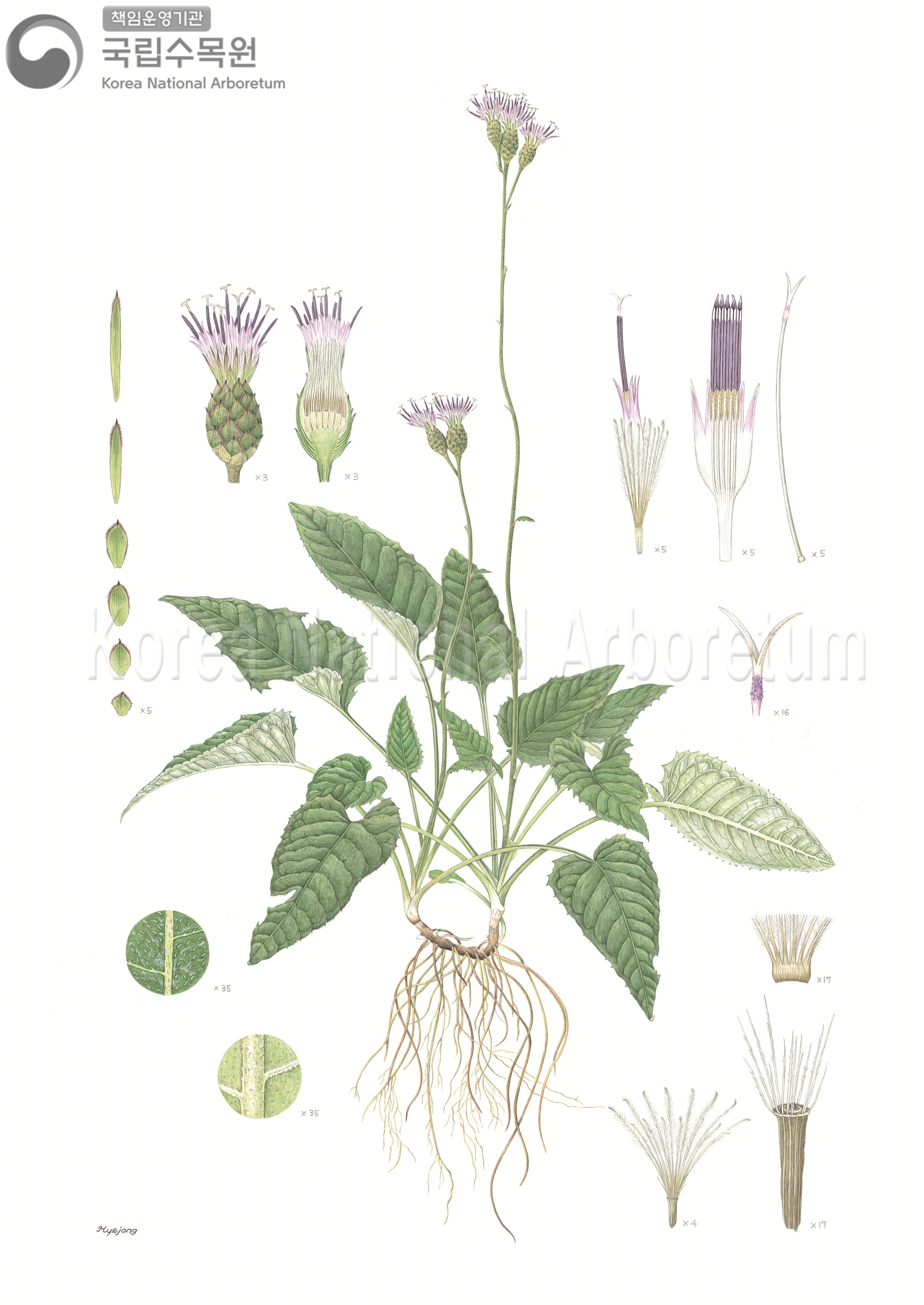 Plant Illustration Detailed View