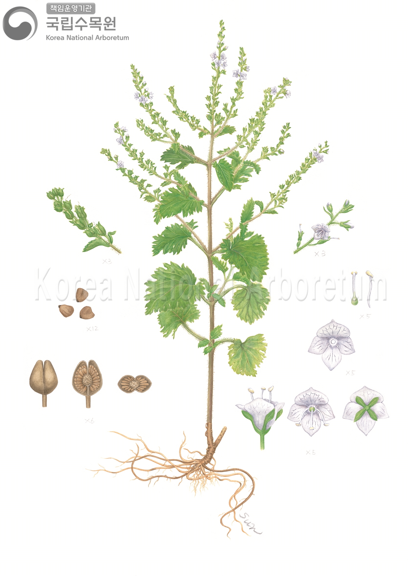 Plant Illustration Detailed View