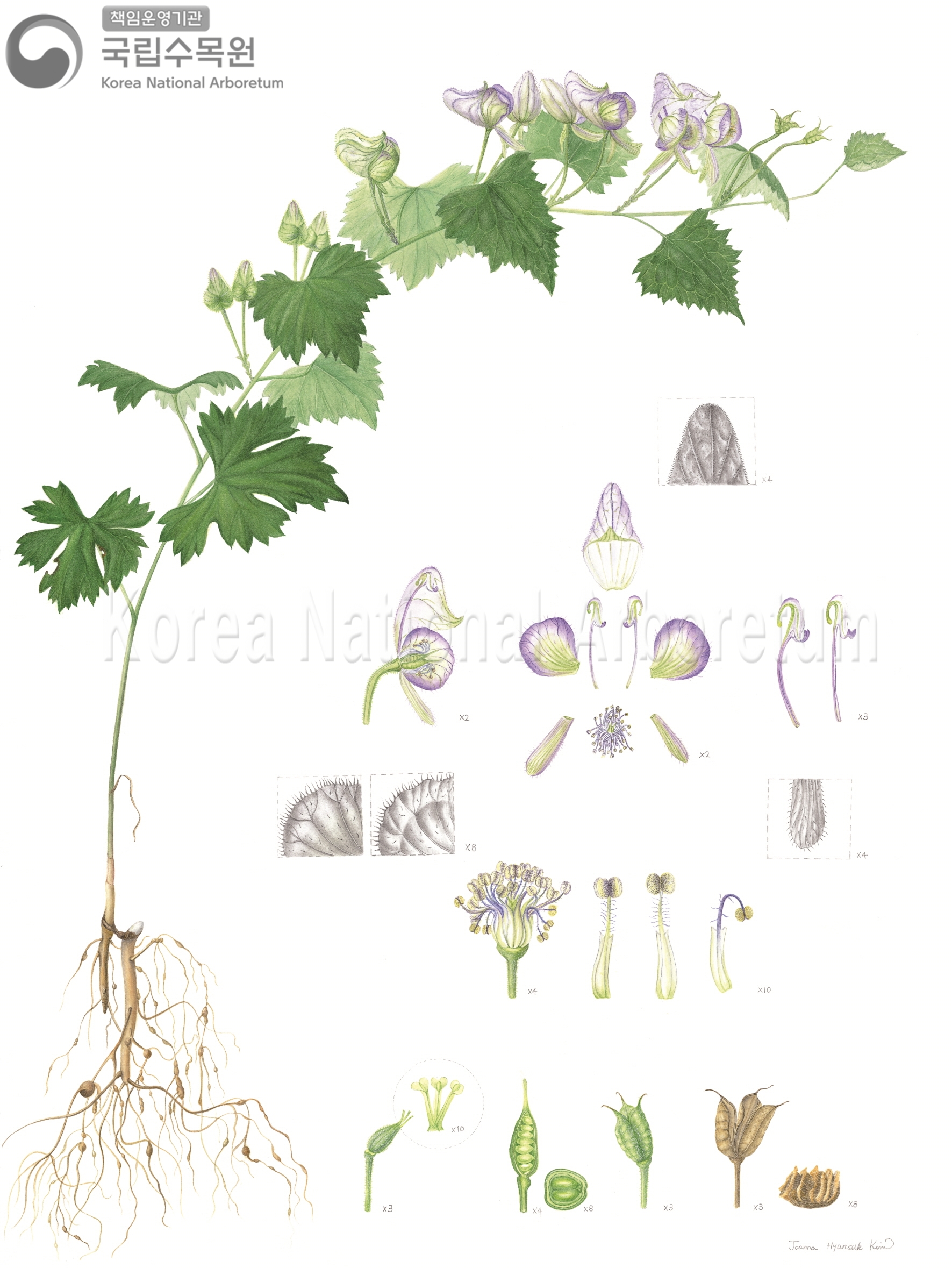 Plant Illustration Detailed View