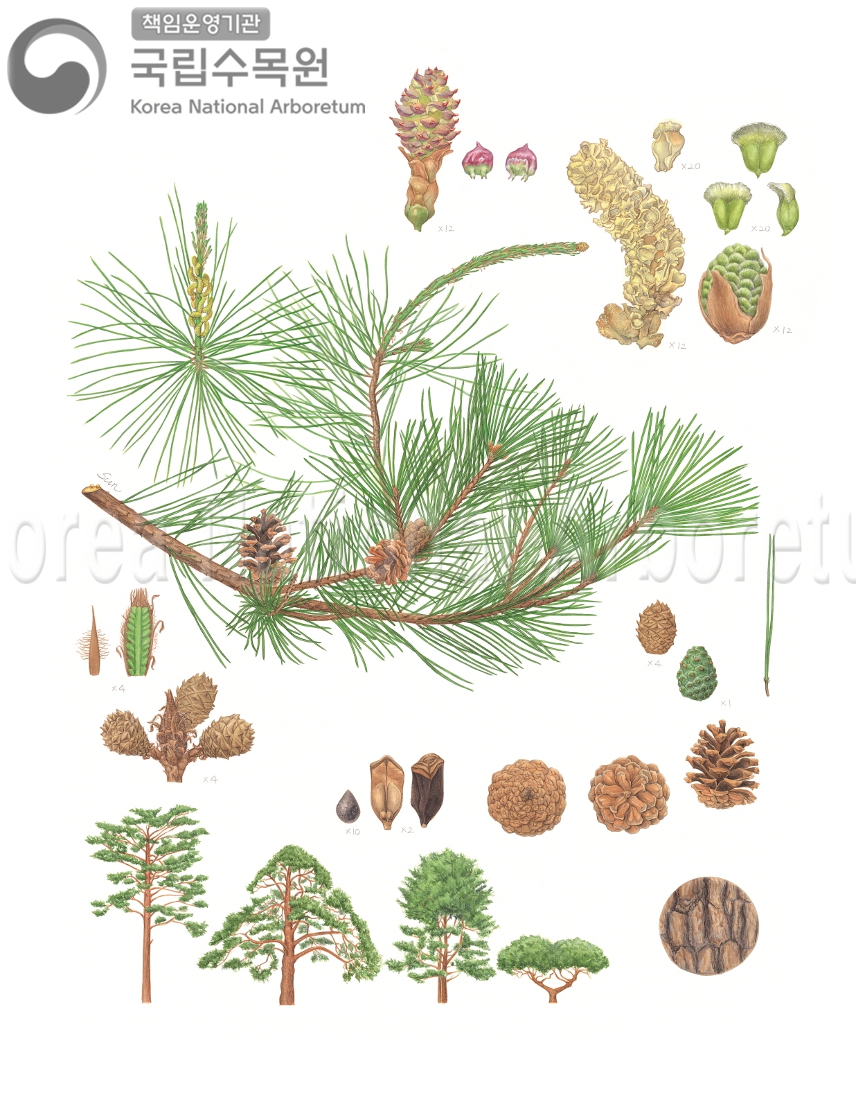 Plant Illustration Detailed View