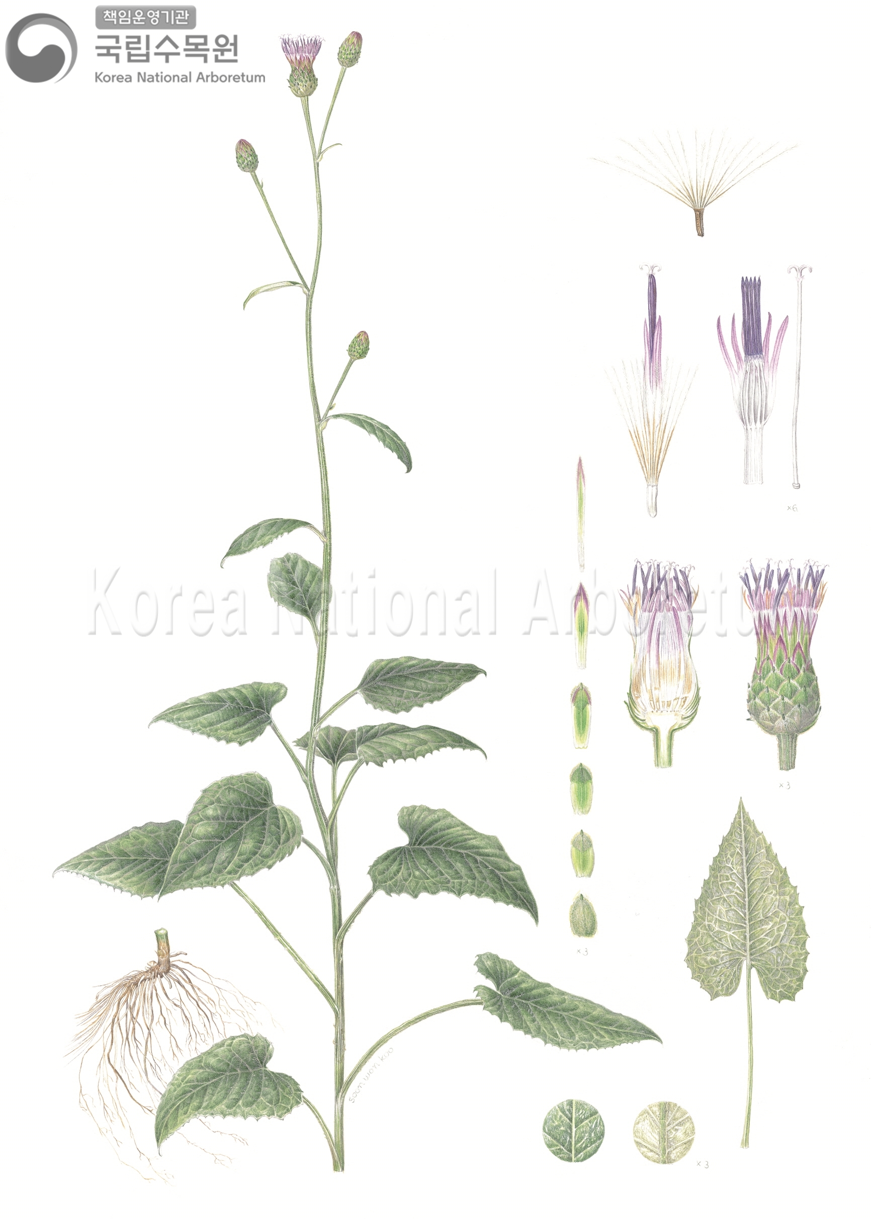 Plant Illustration Detailed View