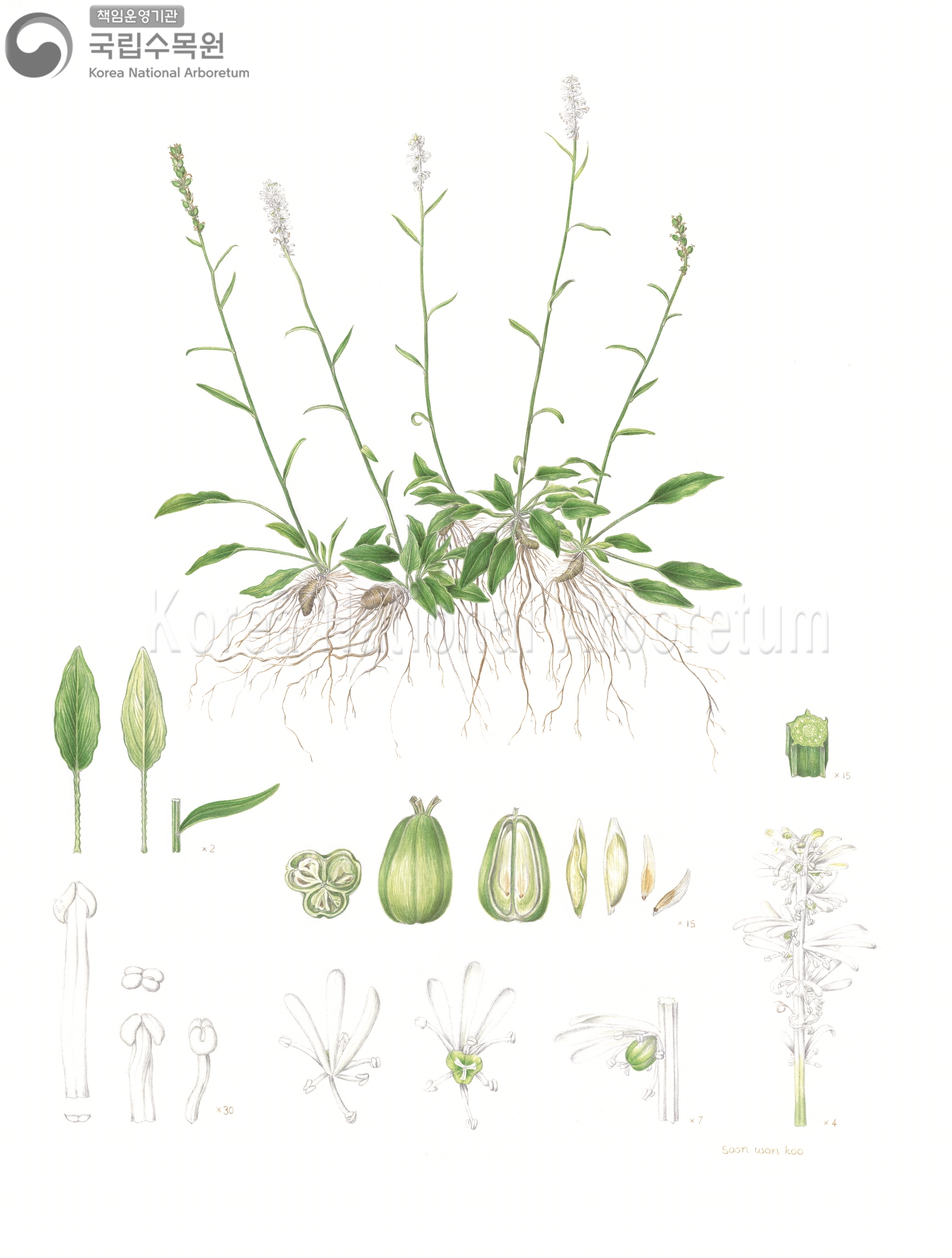 Plant Illustration Detailed View