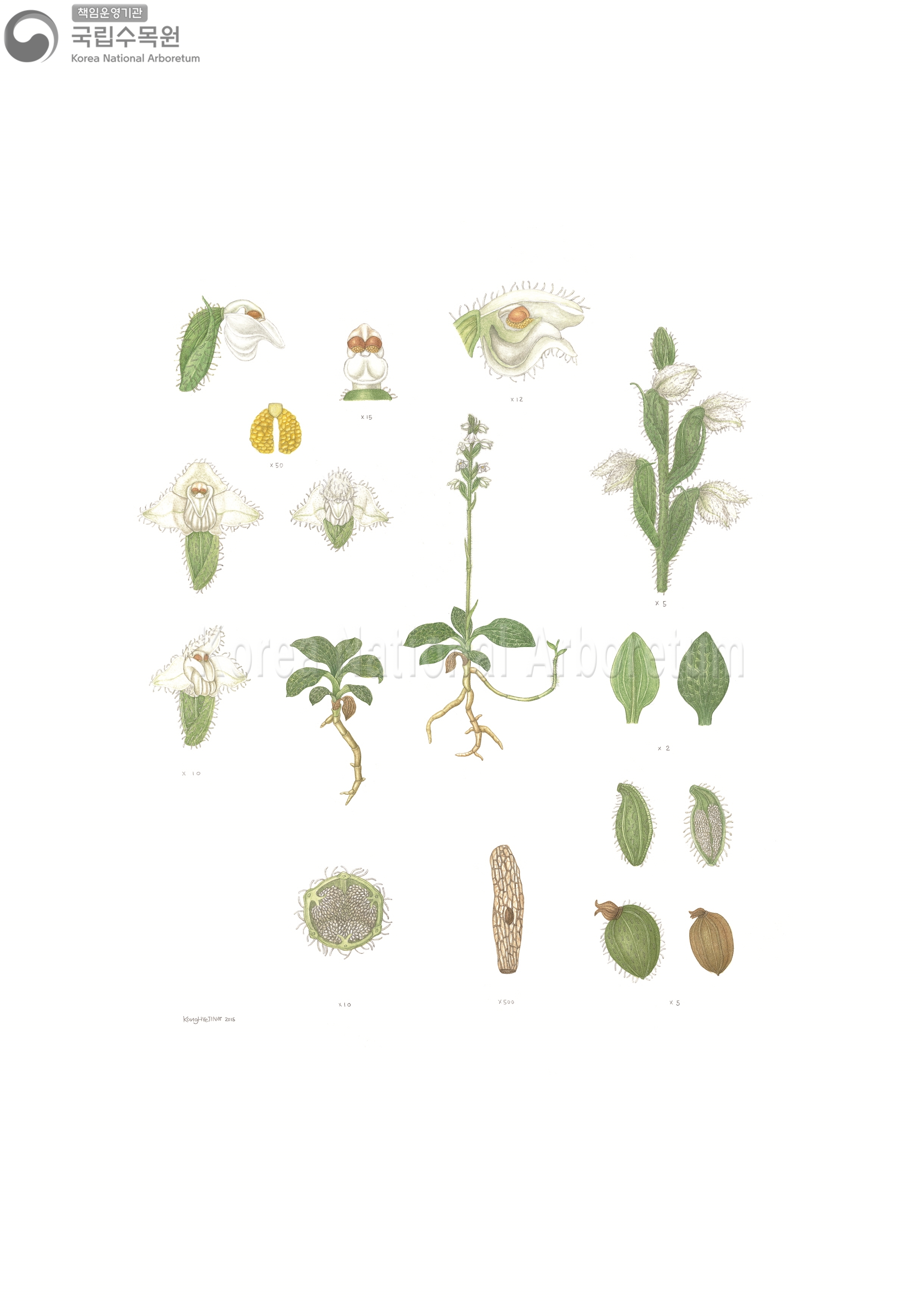 Plant Illustration Detailed View