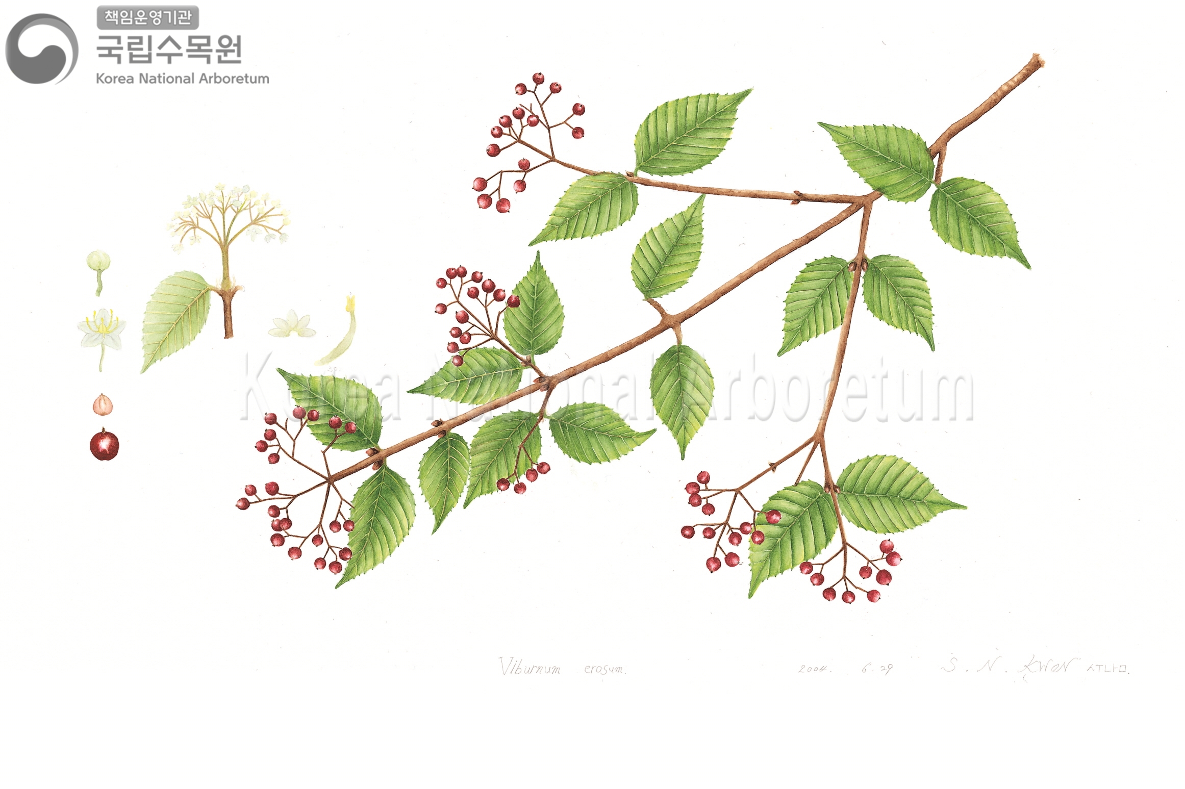 Plant Illustration Detailed View