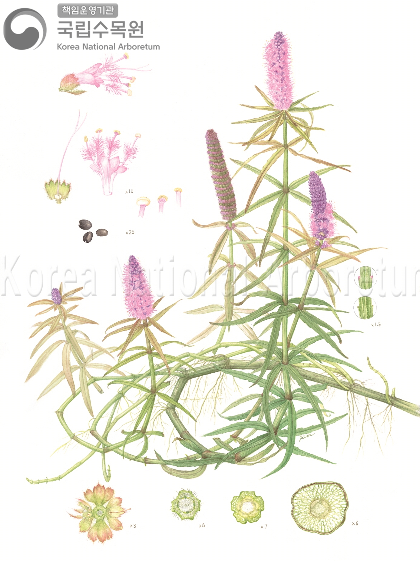 Plant Illustration Detailed View