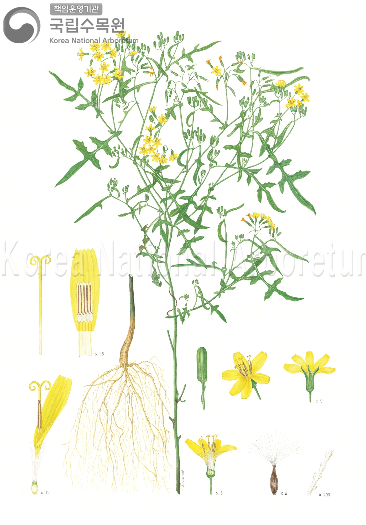 Plant Illustration Detailed View