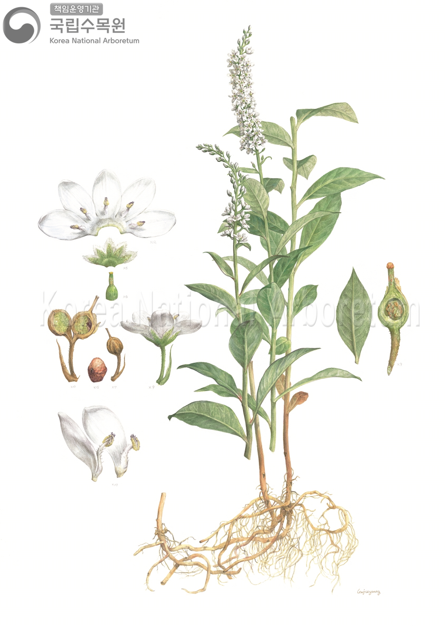 Plant Illustration Detailed View