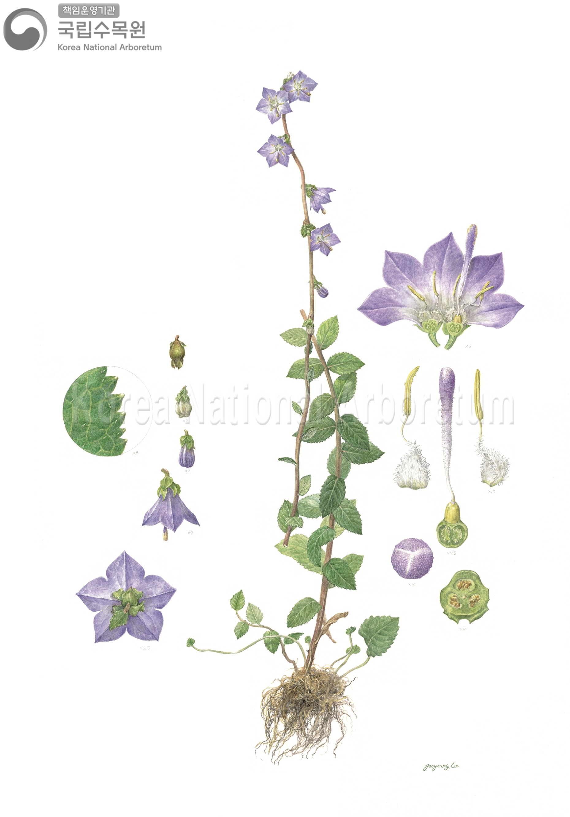 Plant Illustration Detailed View