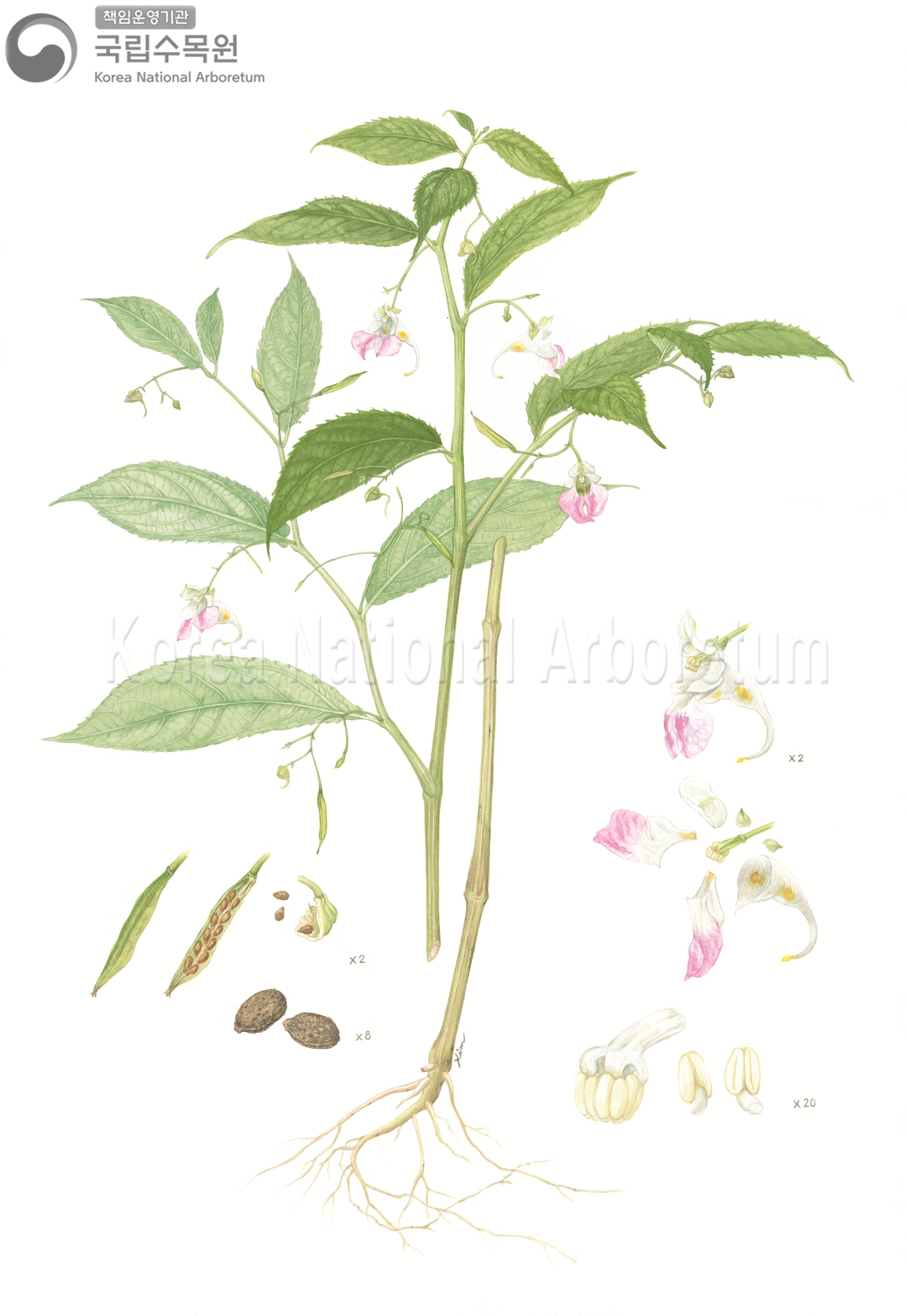 Plant Illustration Detailed View