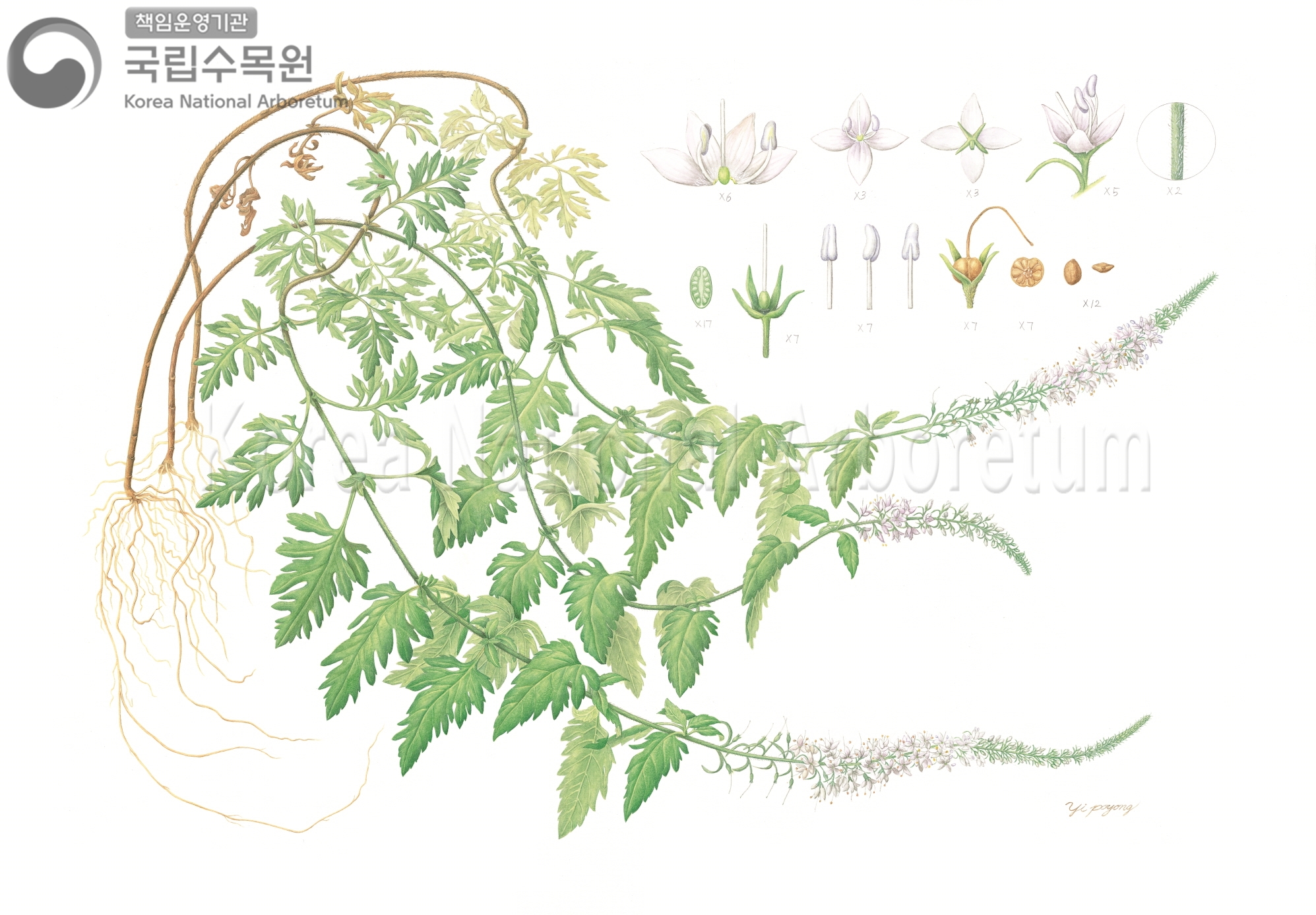 Plant Illustration Detailed View