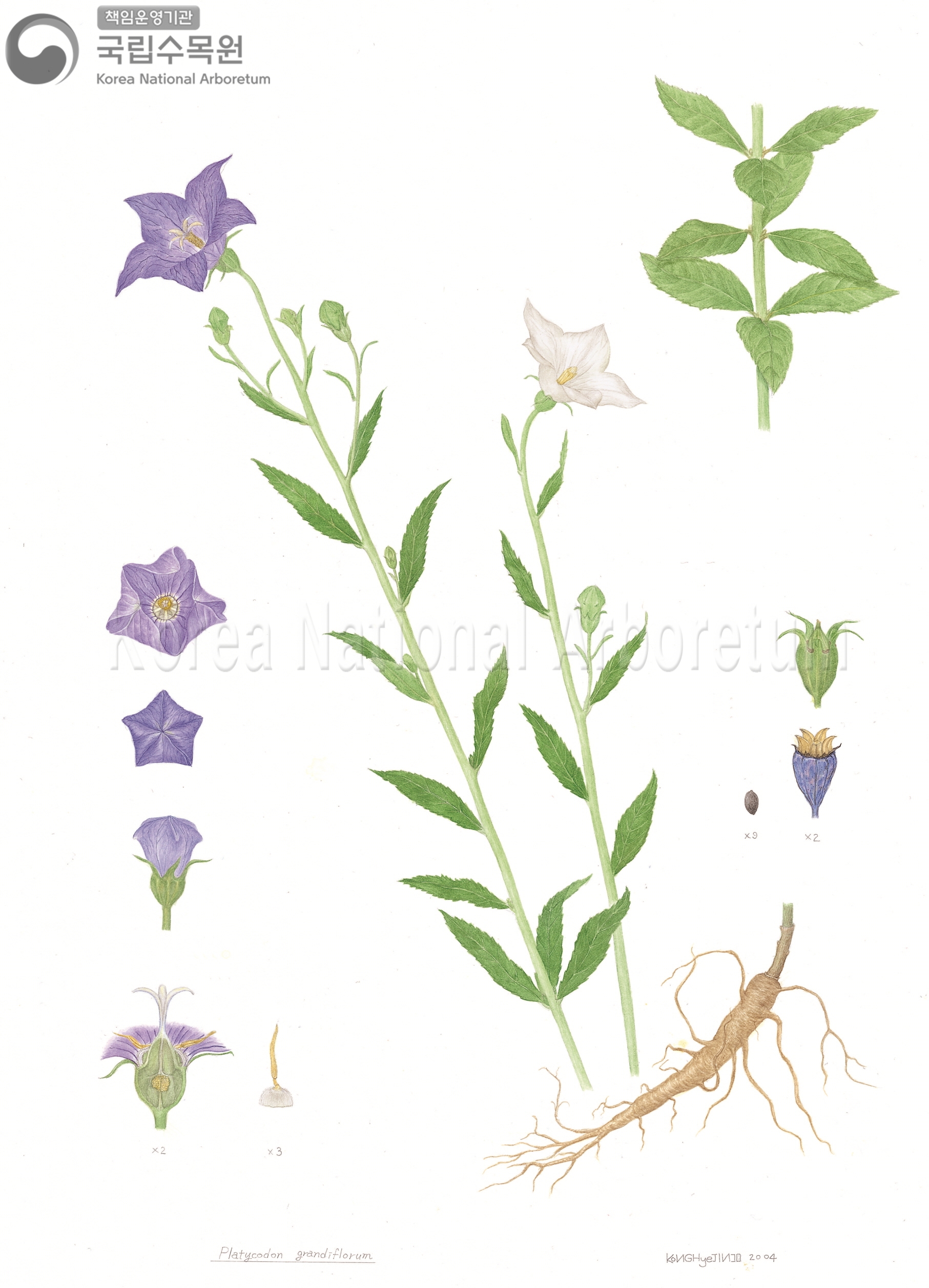 Plant Illustration Detailed View