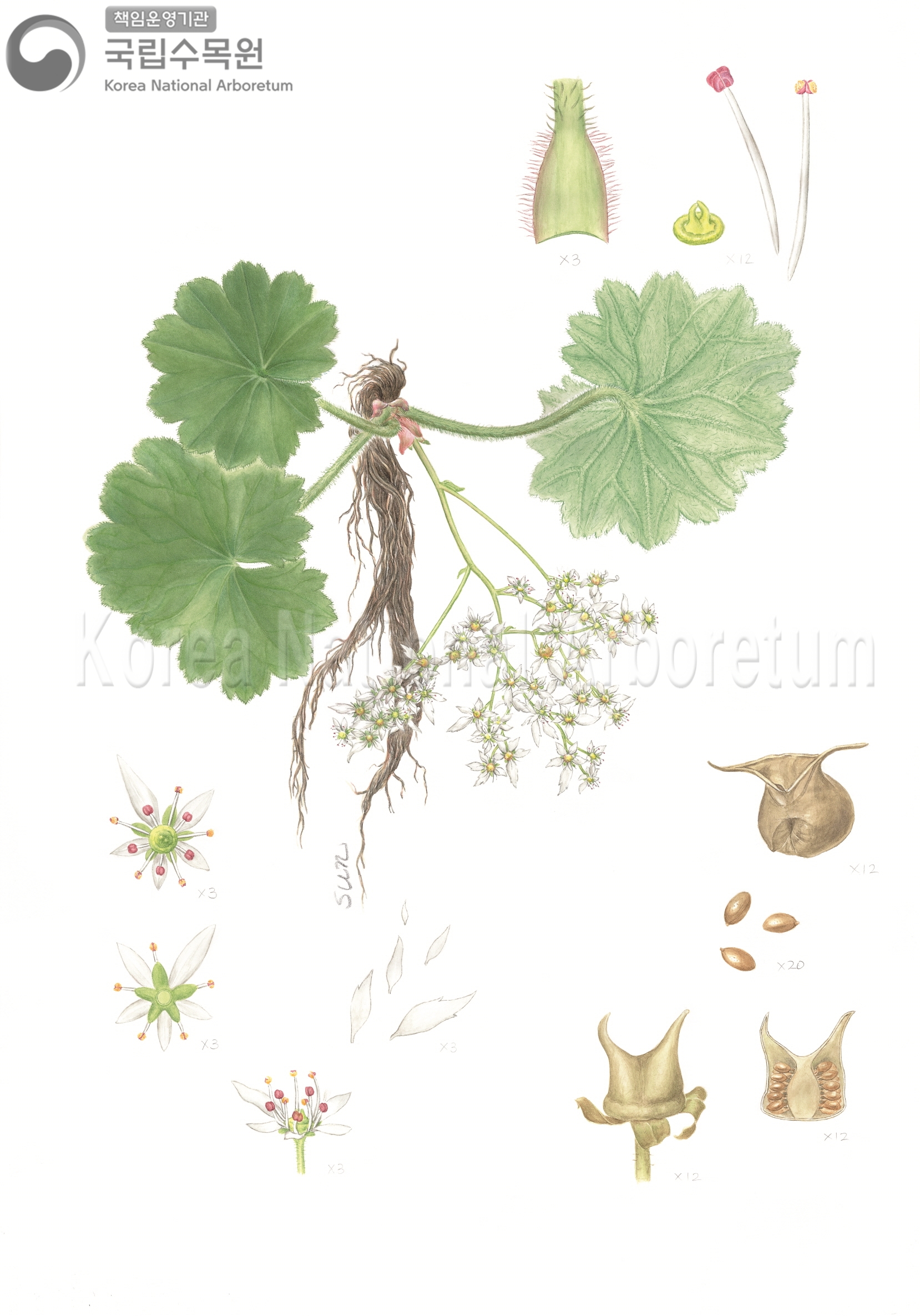 Plant Illustration Detailed View