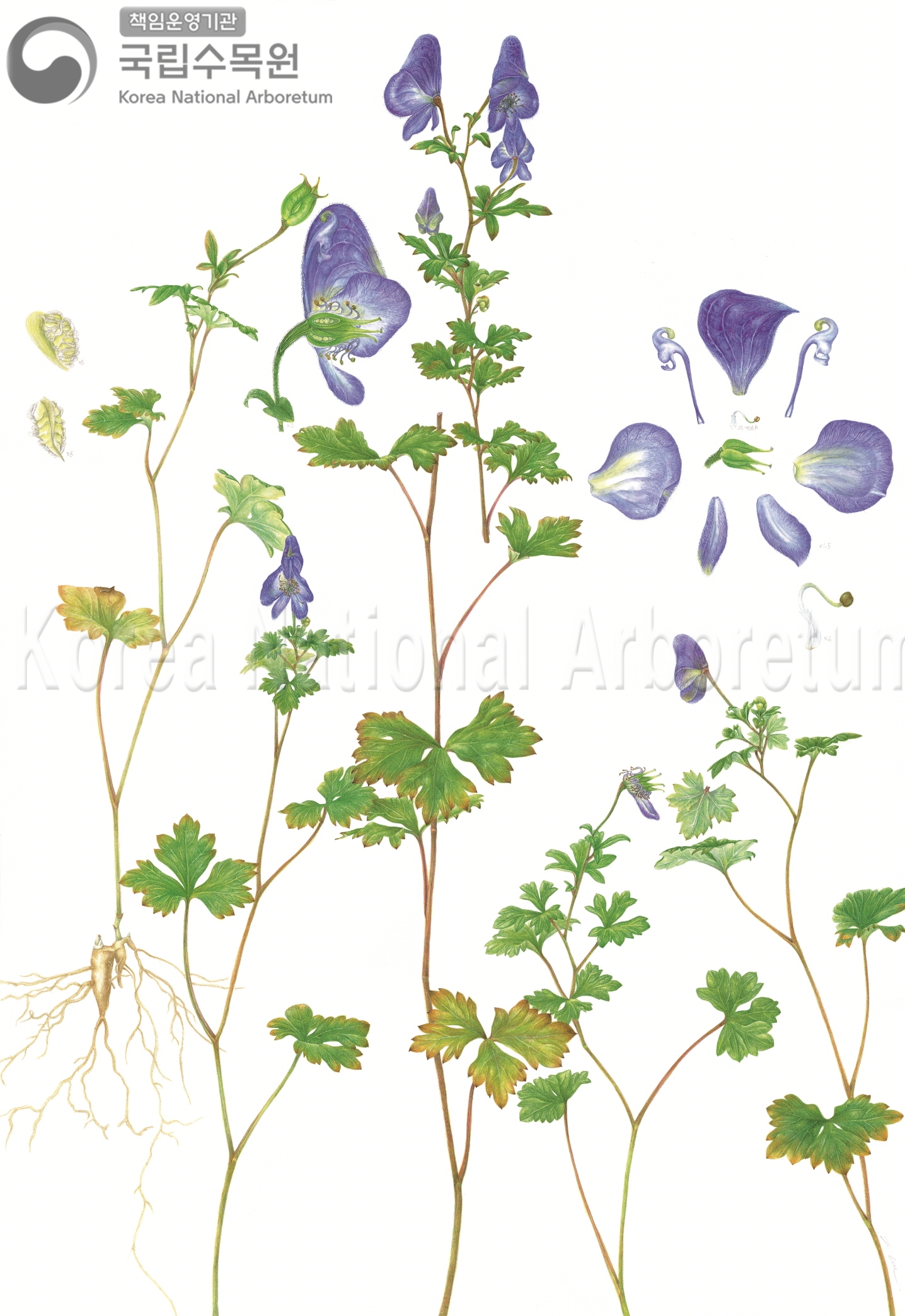 Plant Illustration Detailed View