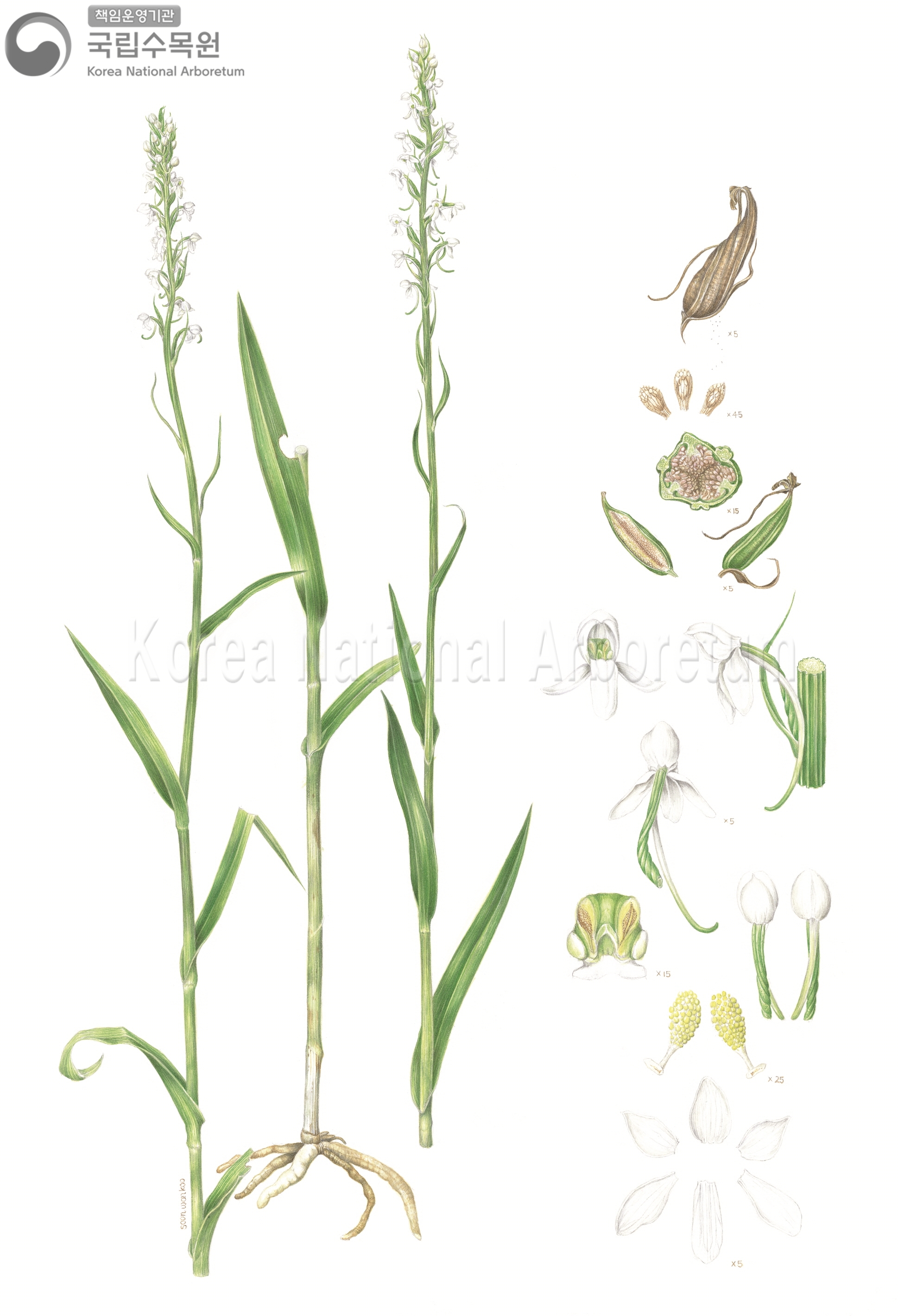 Plant Illustration Detailed View