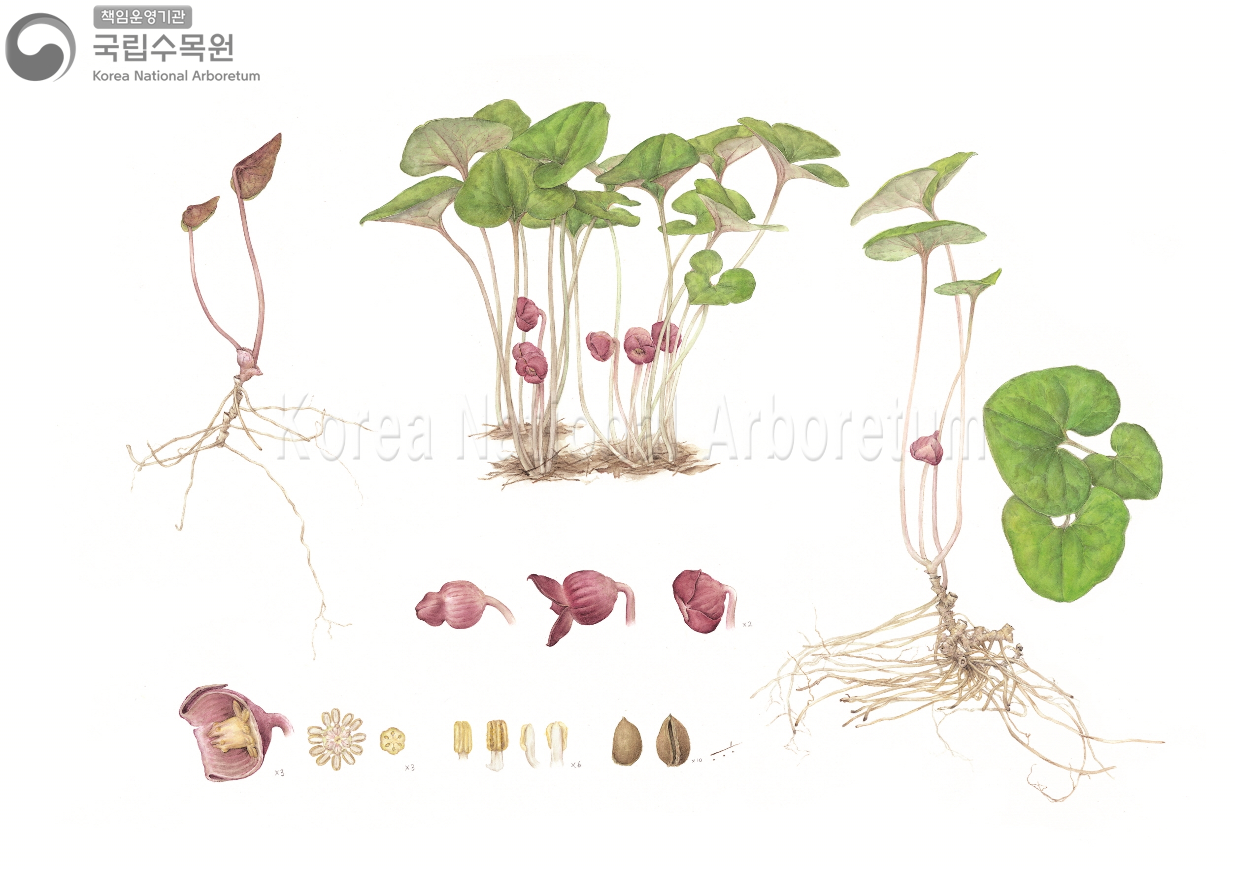 Plant Illustration Detailed View