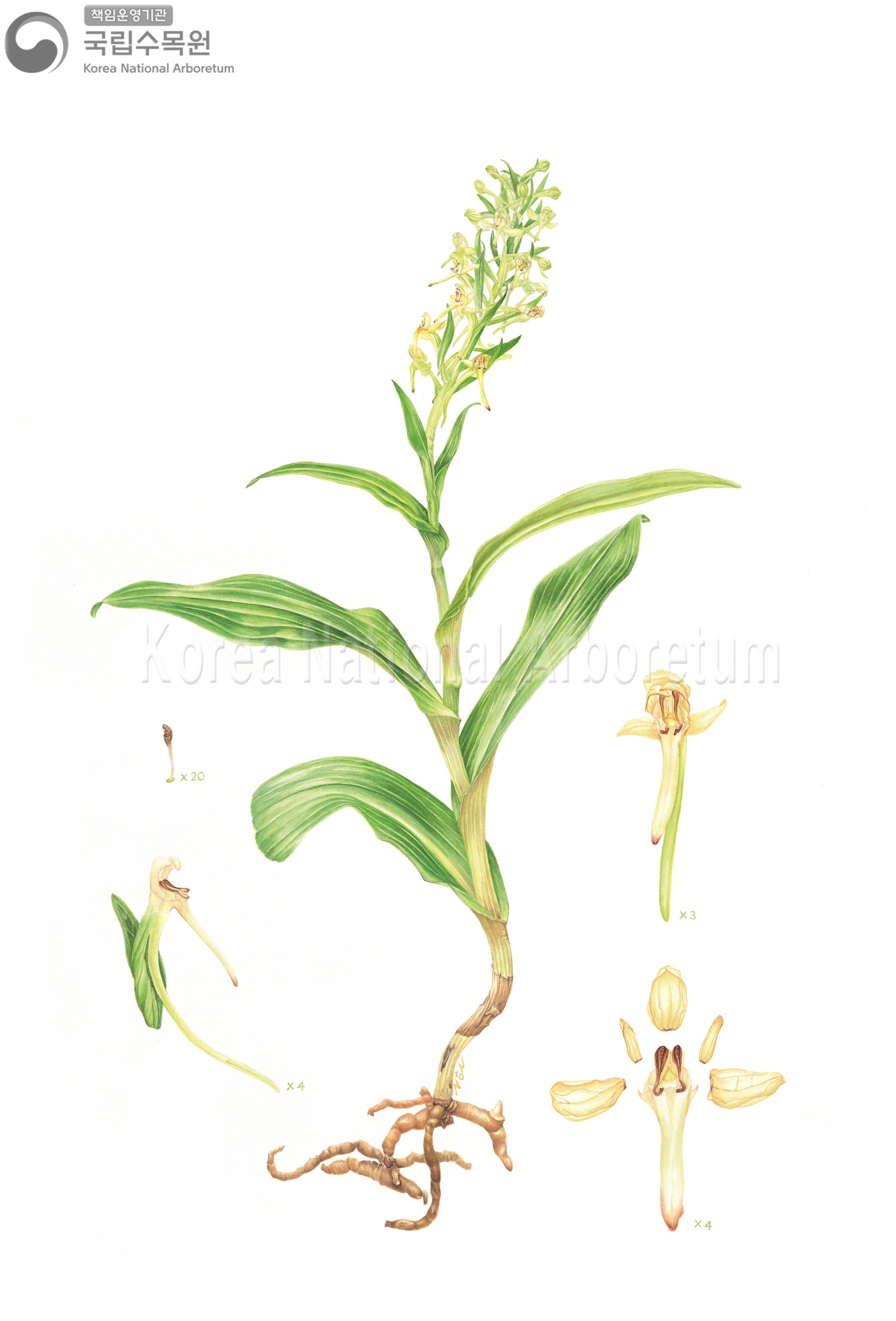 Plant Illustration Detailed View