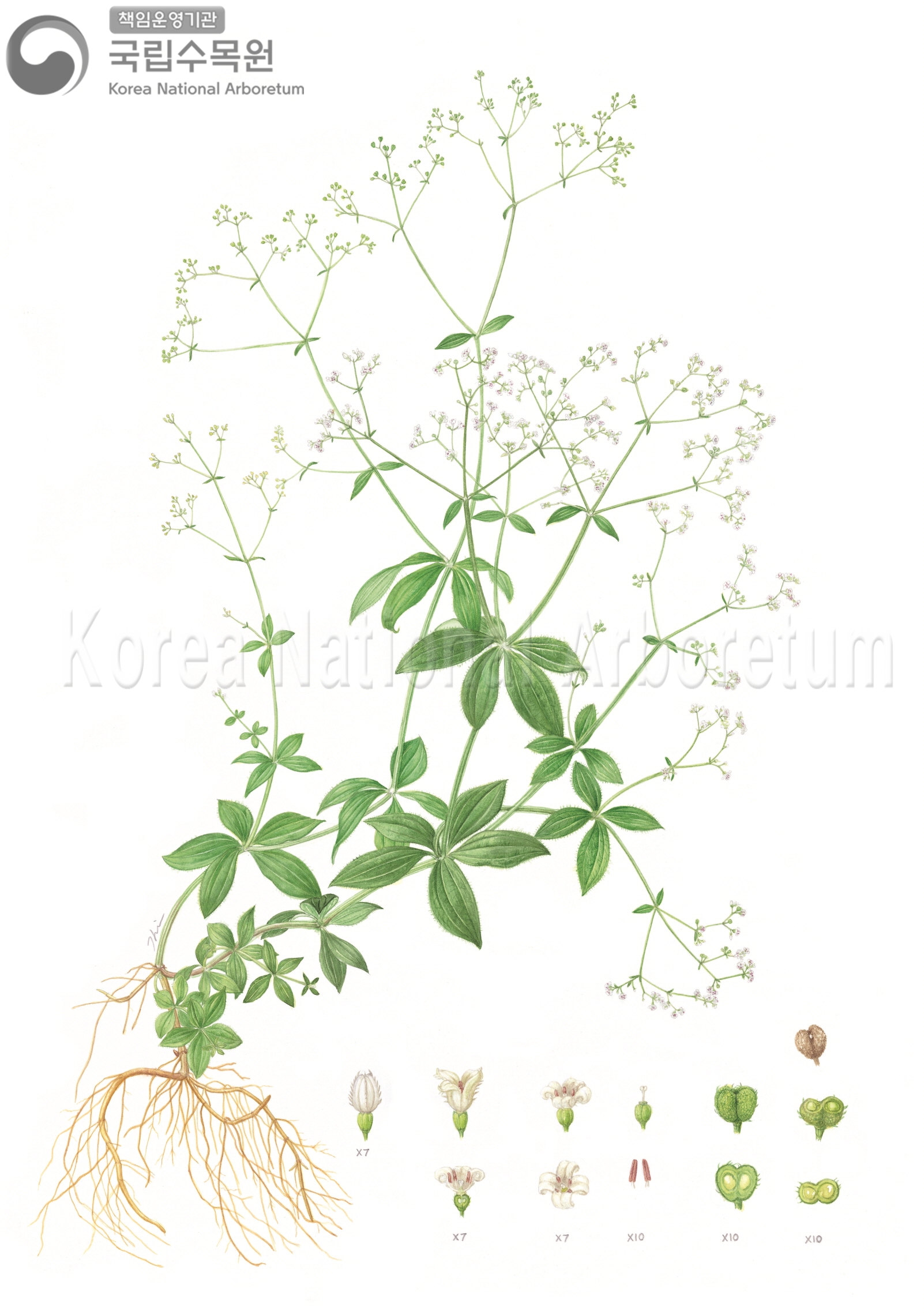 Plant Illustration Detailed View