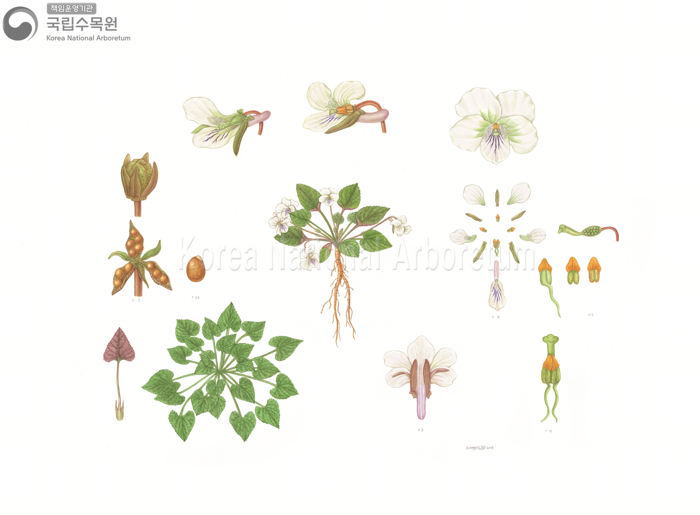 Plant Illustration Detailed View