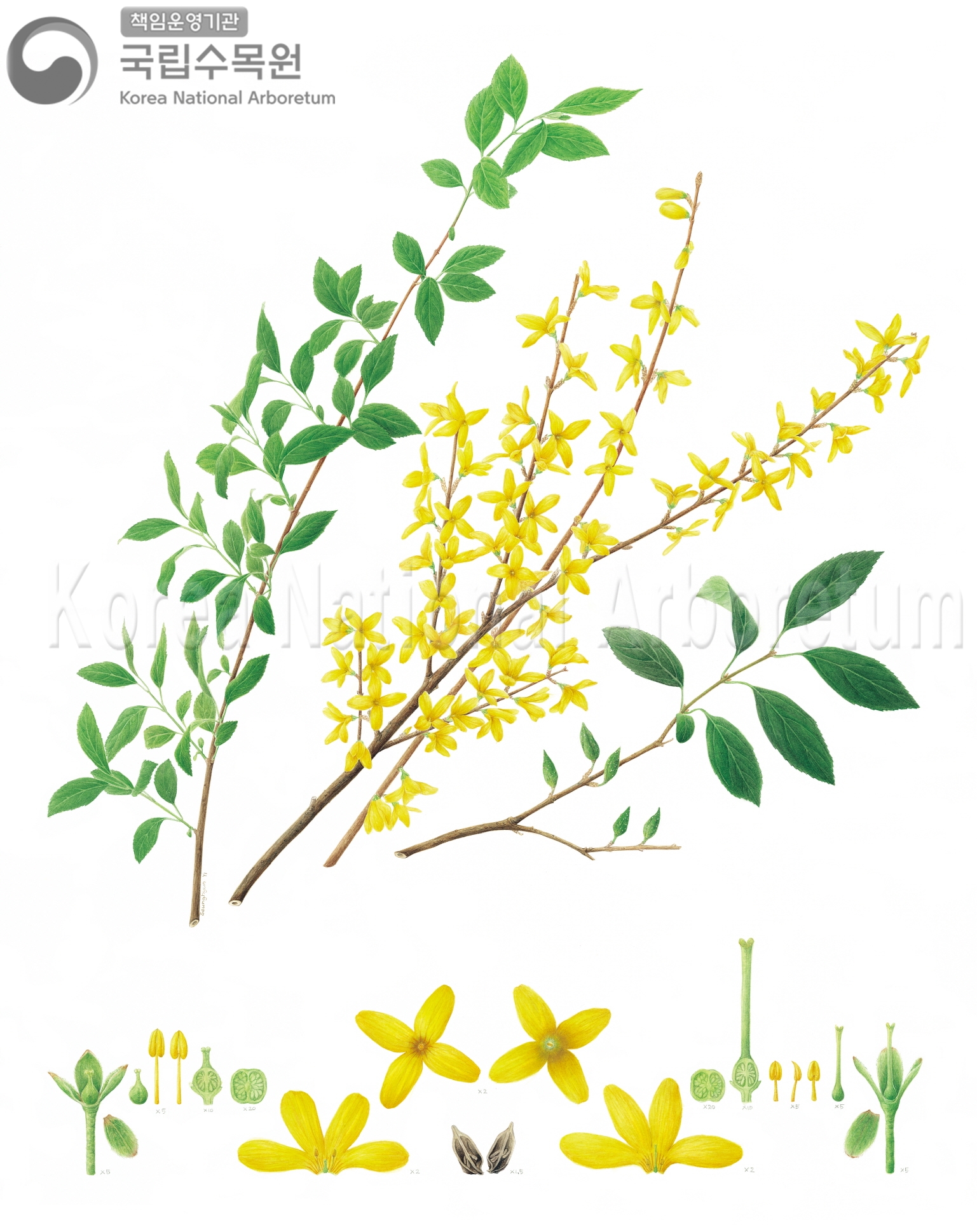 Plant Illustration Detailed View