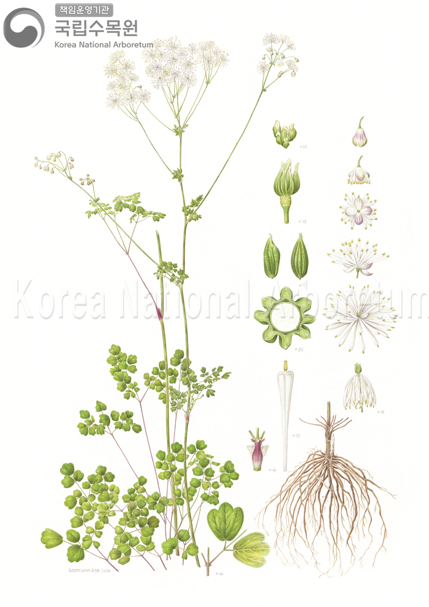 Plant Illustration Detailed View