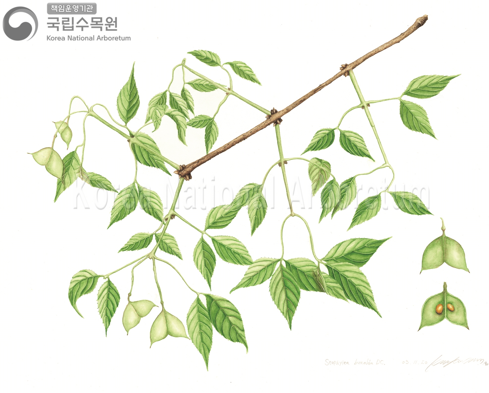 Plant Illustration Detailed View