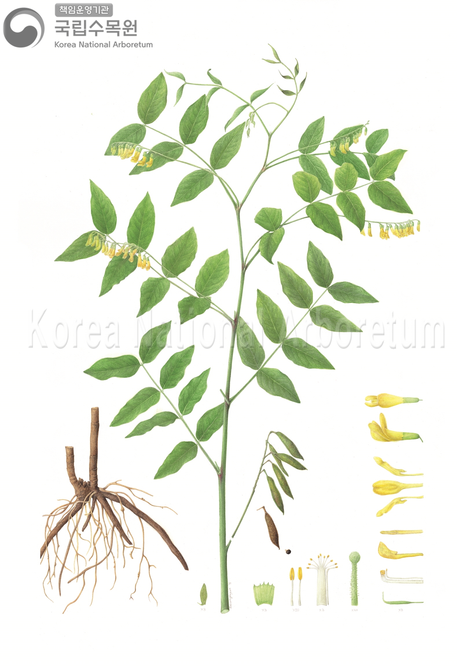 Plant Illustration Detailed View